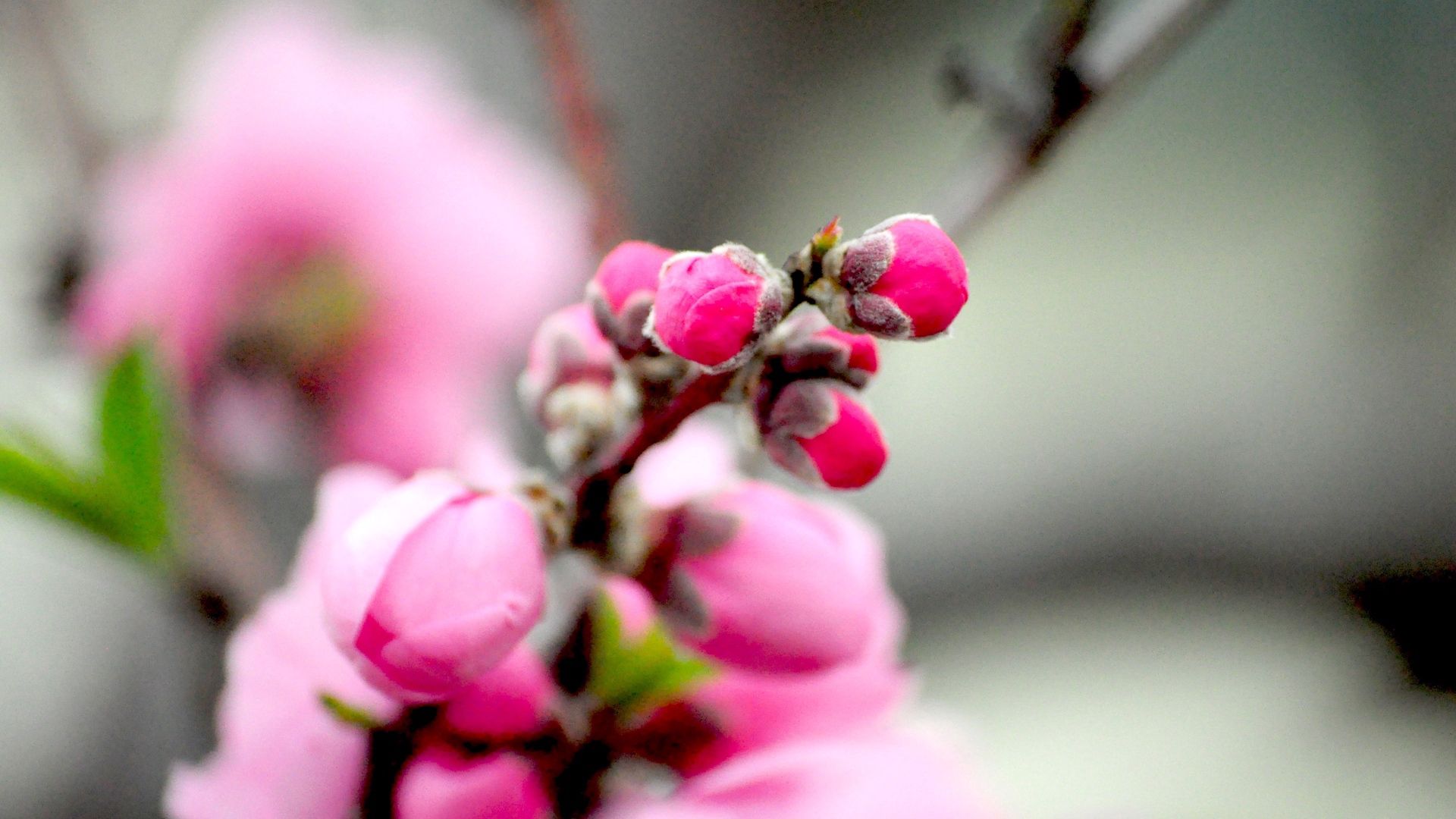 Free download wallpaper Macro, Flowering, Pink, Flower, Bloom, Plant on your PC desktop