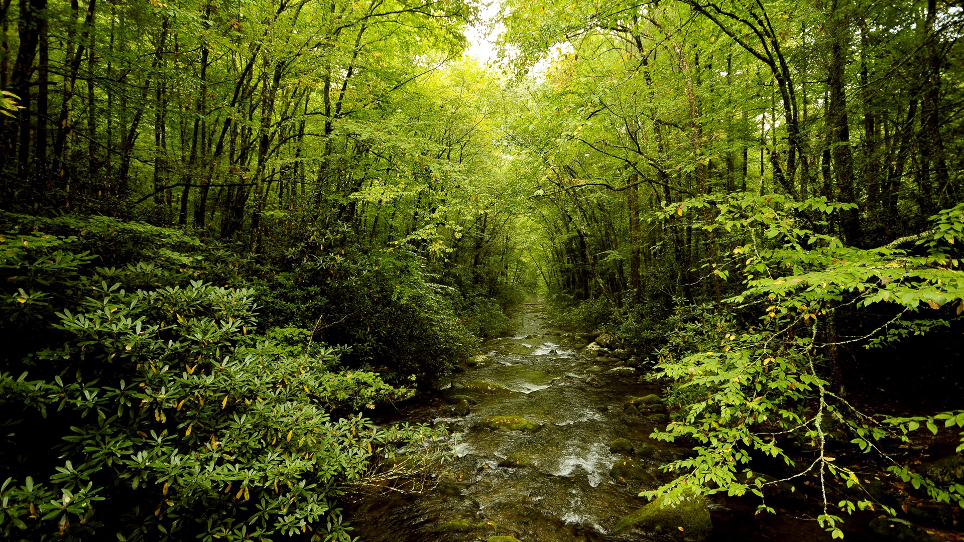 Laden Sie das Landschaft, Bäume, Flüsse-Bild kostenlos auf Ihren PC-Desktop herunter