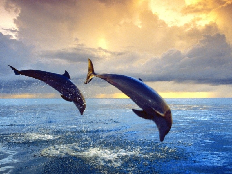 Download mobile wallpaper Animals, Dolfins for free.