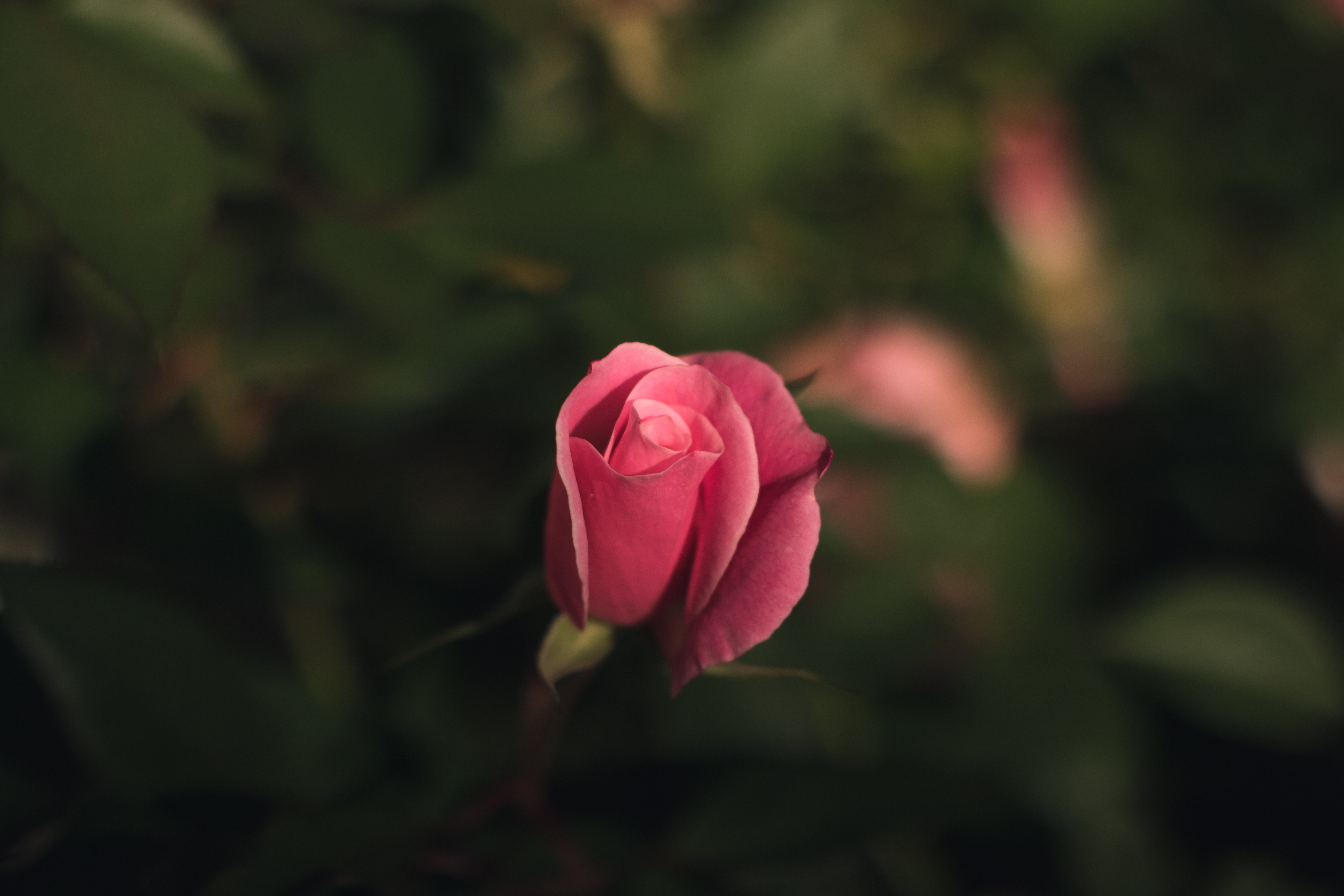 Download mobile wallpaper Bud, Rose Flower, Smooth, Rose, Flowers, Blur, Pink for free.