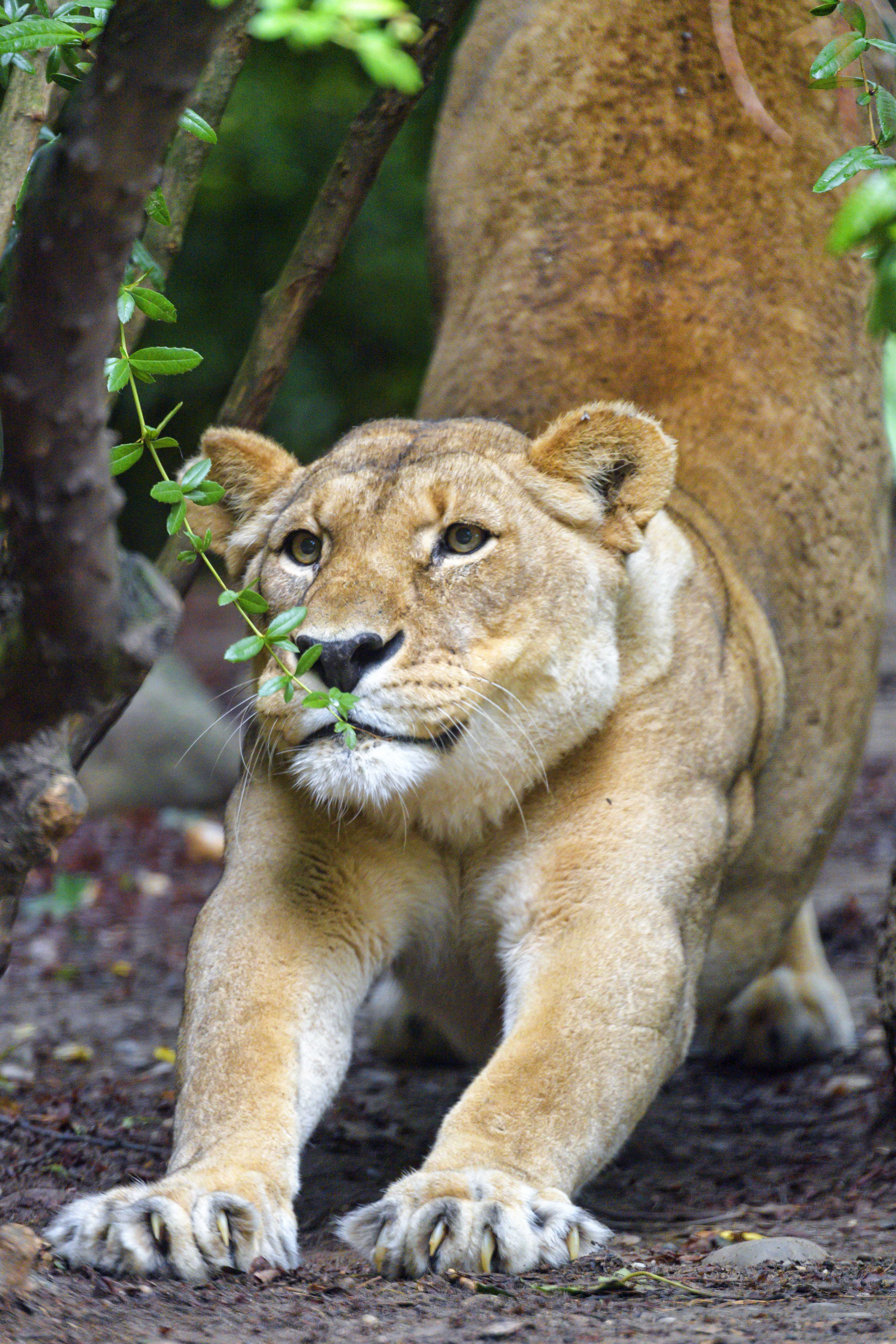 Free download wallpaper Muzzle, Lioness, Claws, Big Cat, Animals on your PC desktop