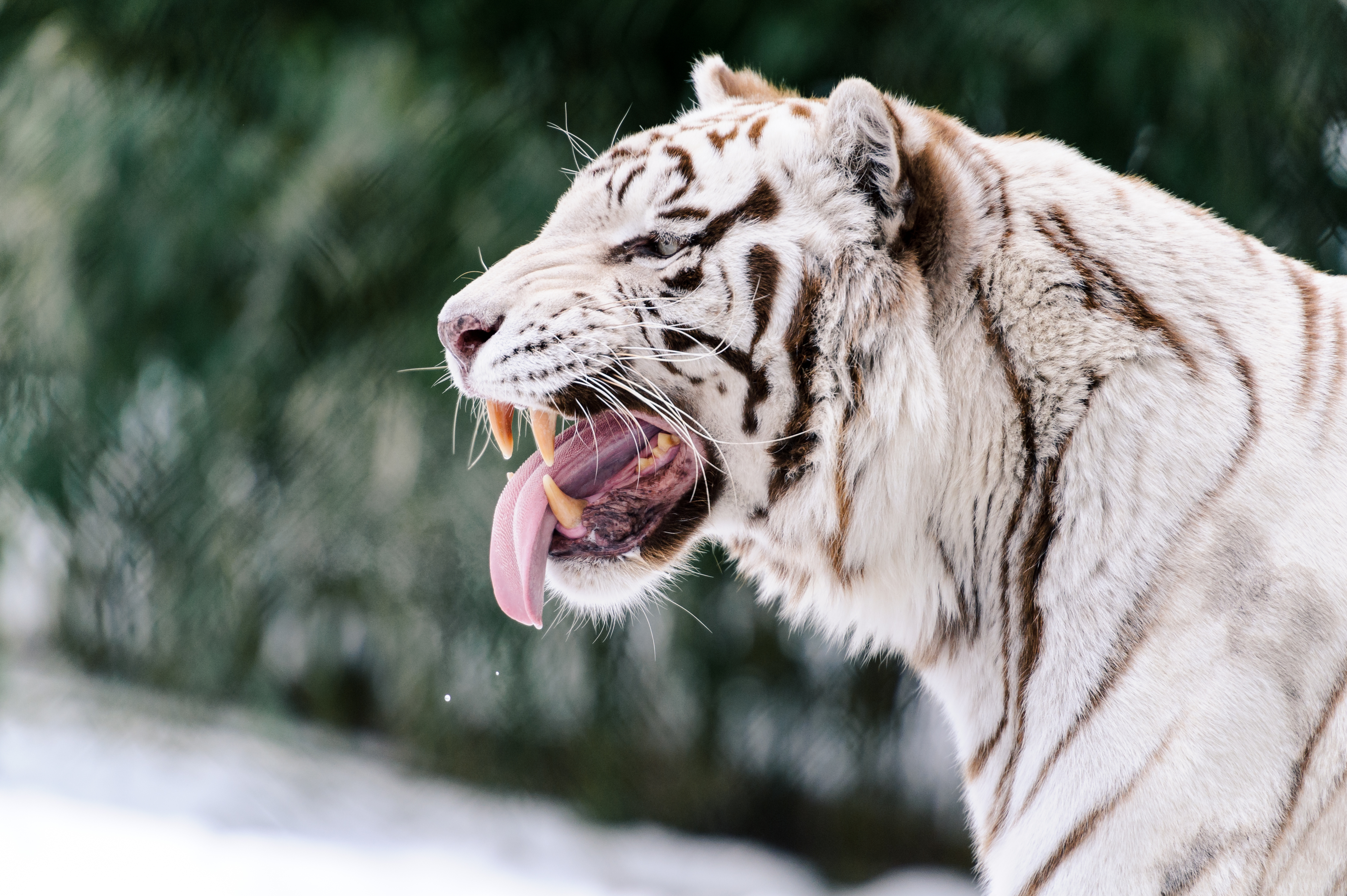 108844 скачать обои оскал, белый тигр, высунутый язык, хищник, животные - заставки и картинки бесплатно
