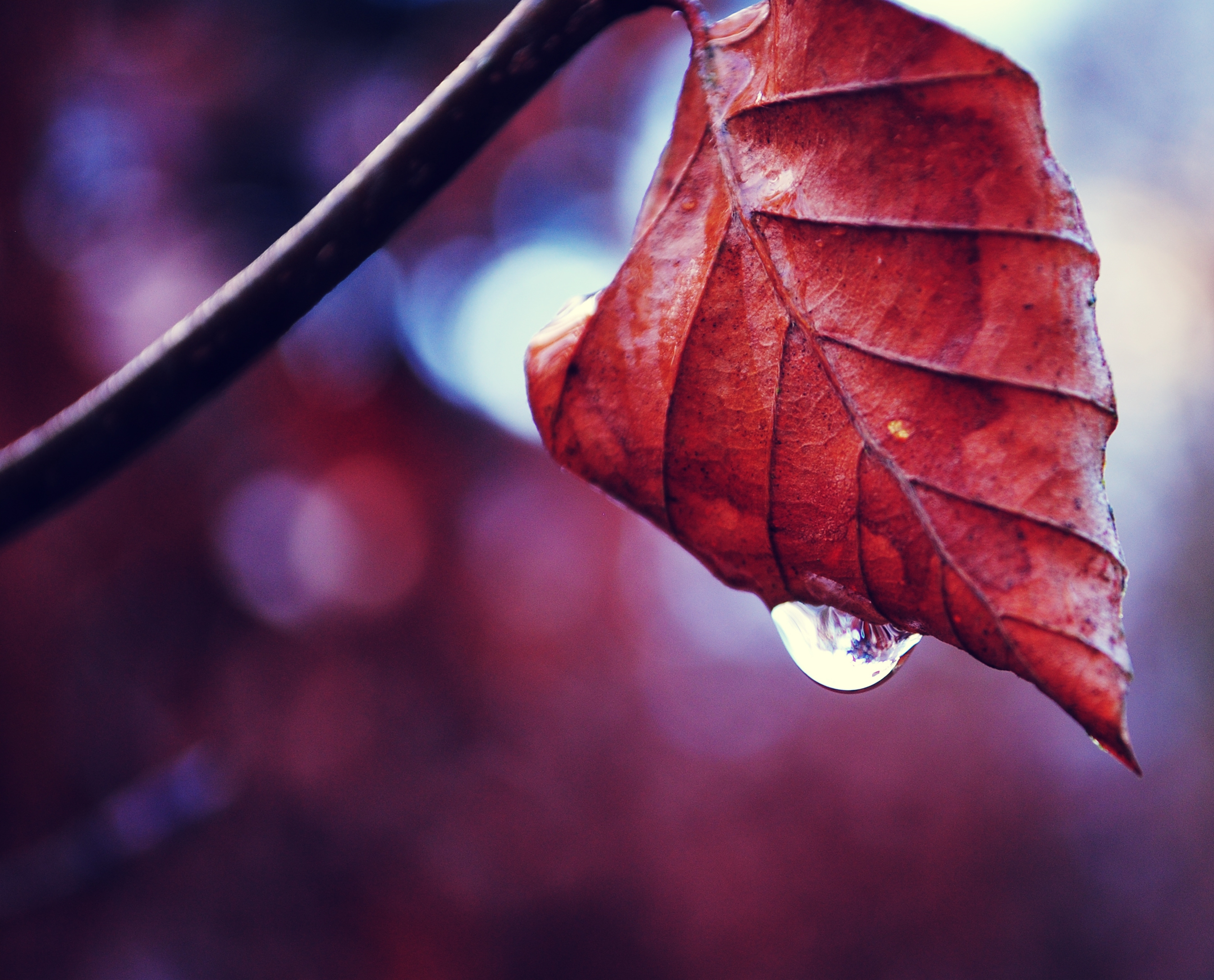 autumn, macro, sheet, leaf, branch, drop, dry HD wallpaper