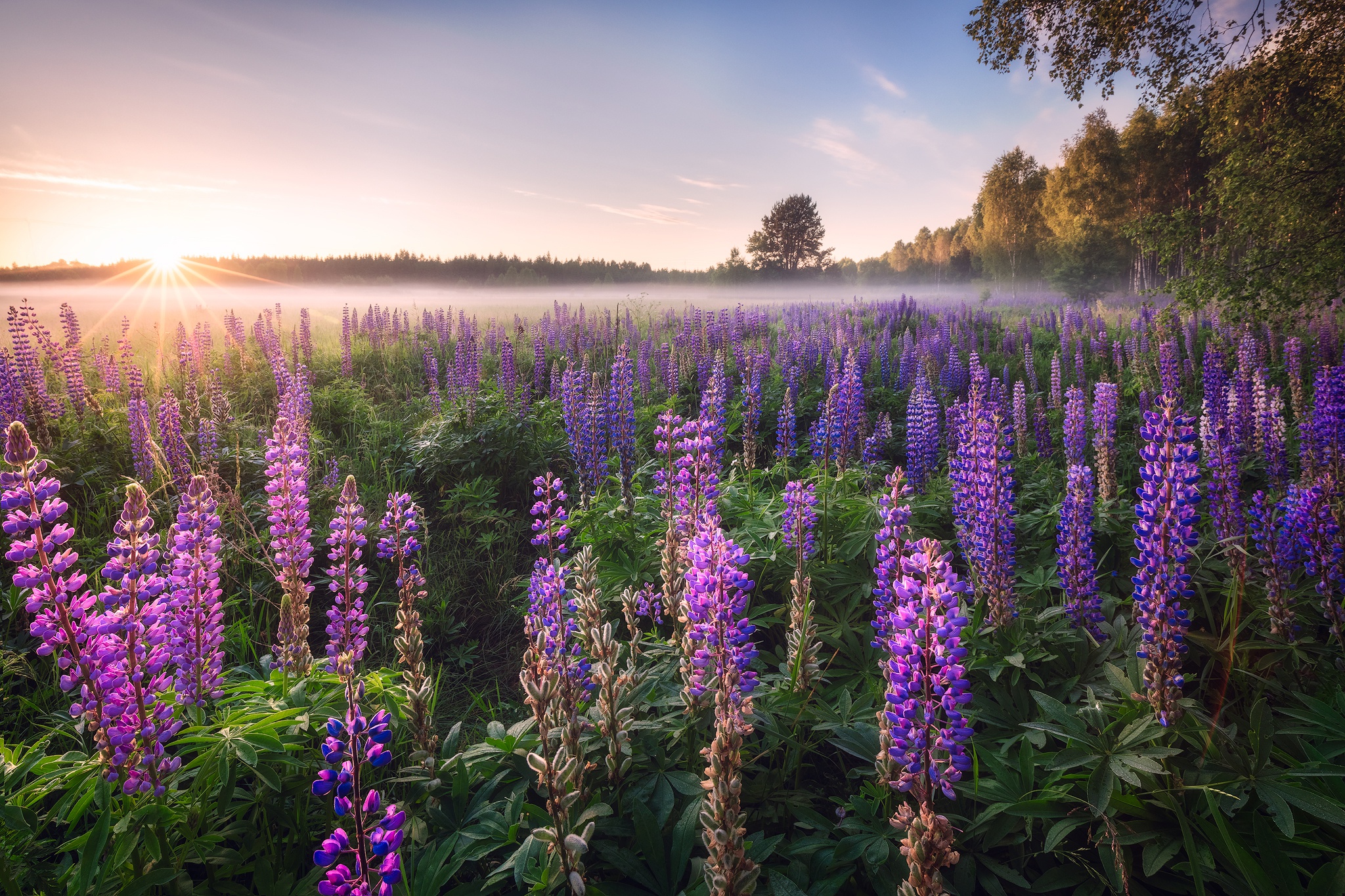 Free download wallpaper Nature, Flower, Sunrise, Earth, Lupine, Purple Flower on your PC desktop