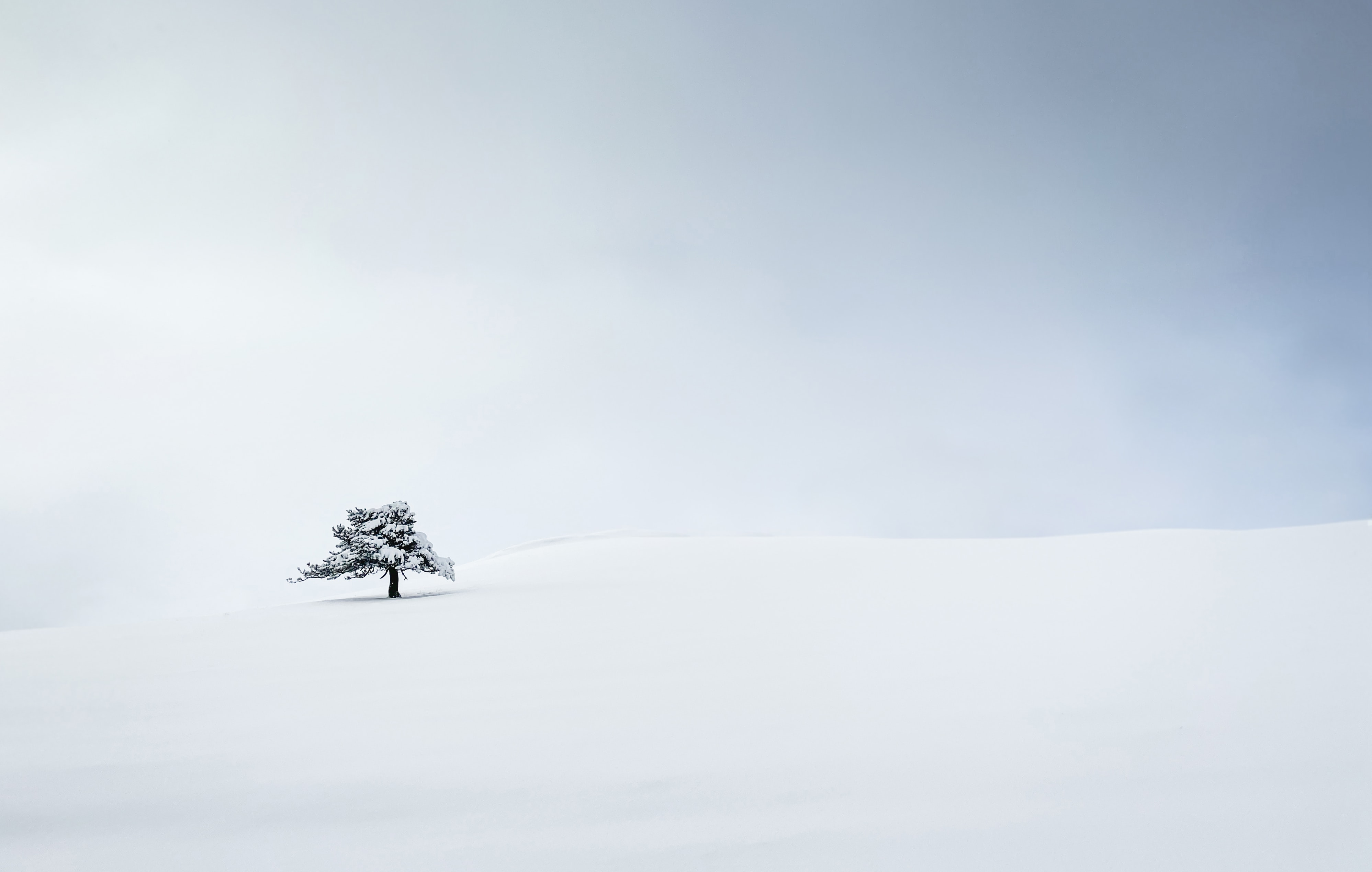 Download mobile wallpaper Wood, Tree, Snow, Winter, Minimalism for free.