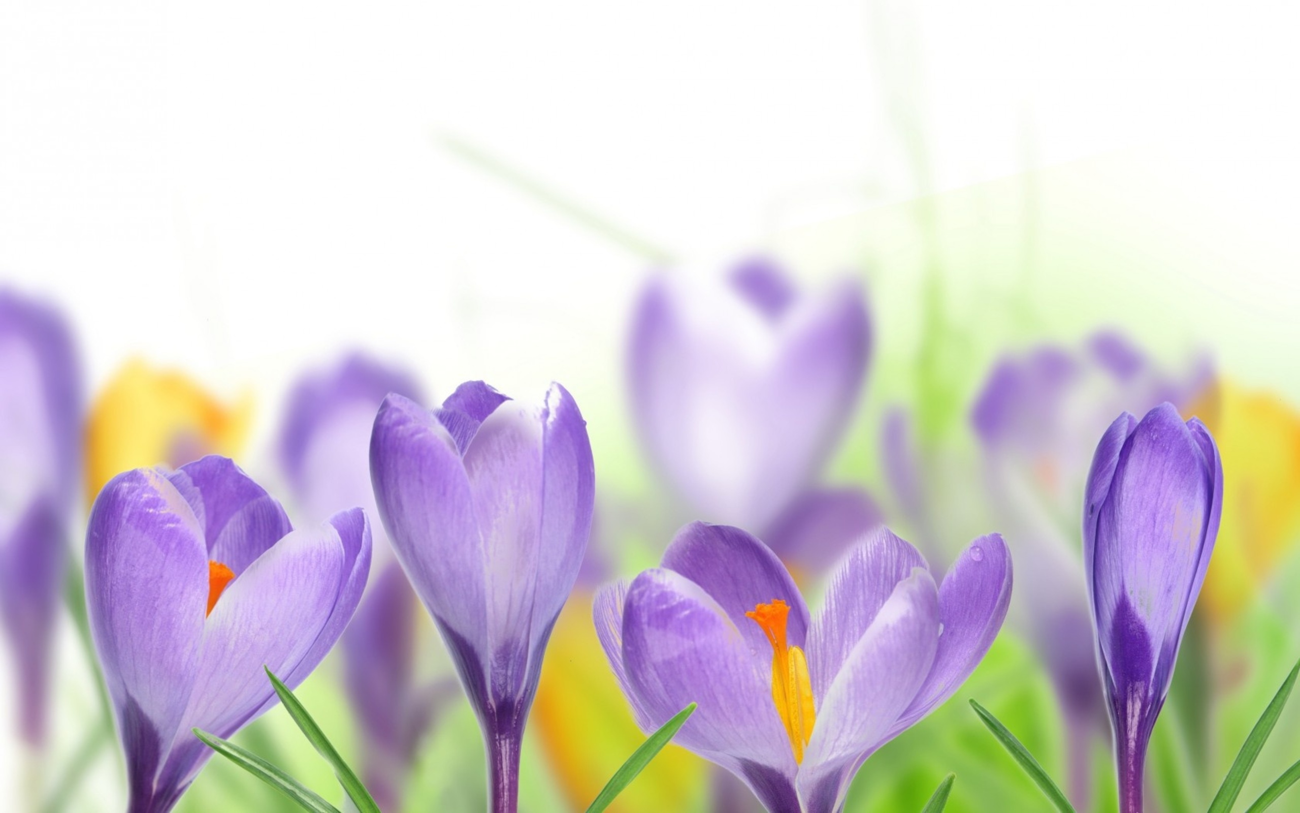 Download mobile wallpaper Crocus, Purple Flower, Flowers, Flower, Earth for free.