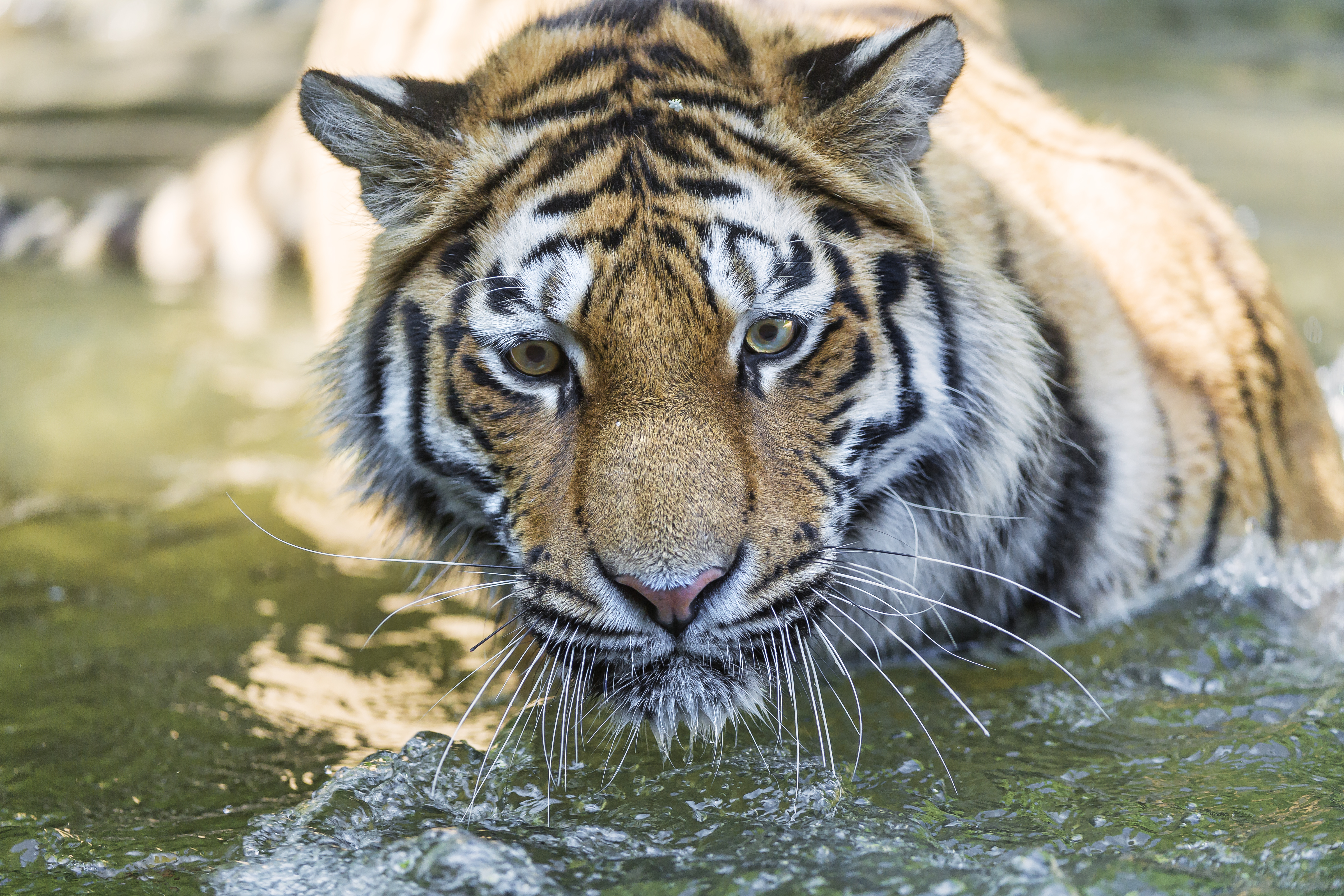 Laden Sie das Tiere, Katzen, Schnauze, Tiger-Bild kostenlos auf Ihren PC-Desktop herunter