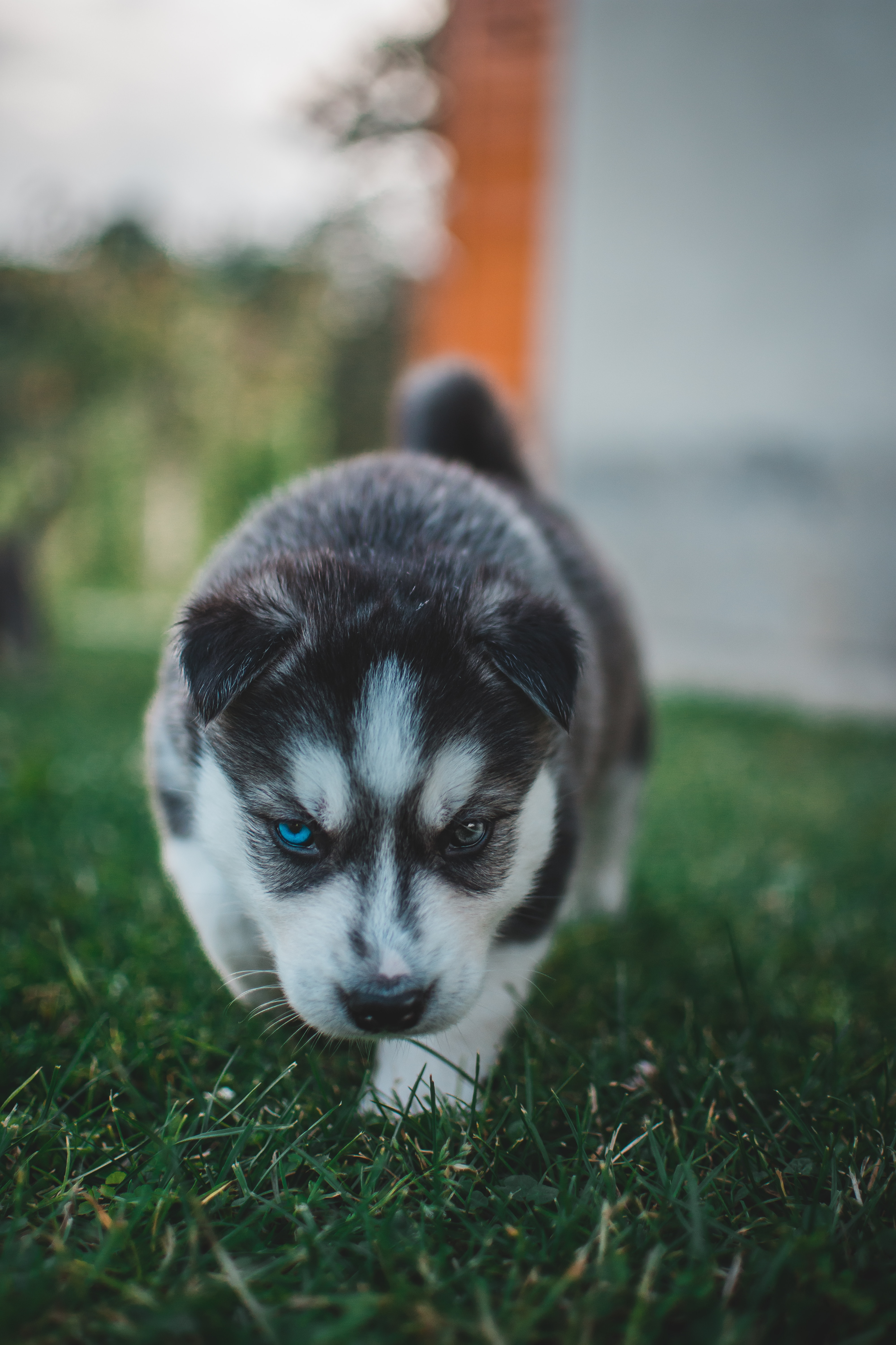 nice, husky, dog, puppy, animals, sweetheart, heterochromia HD wallpaper