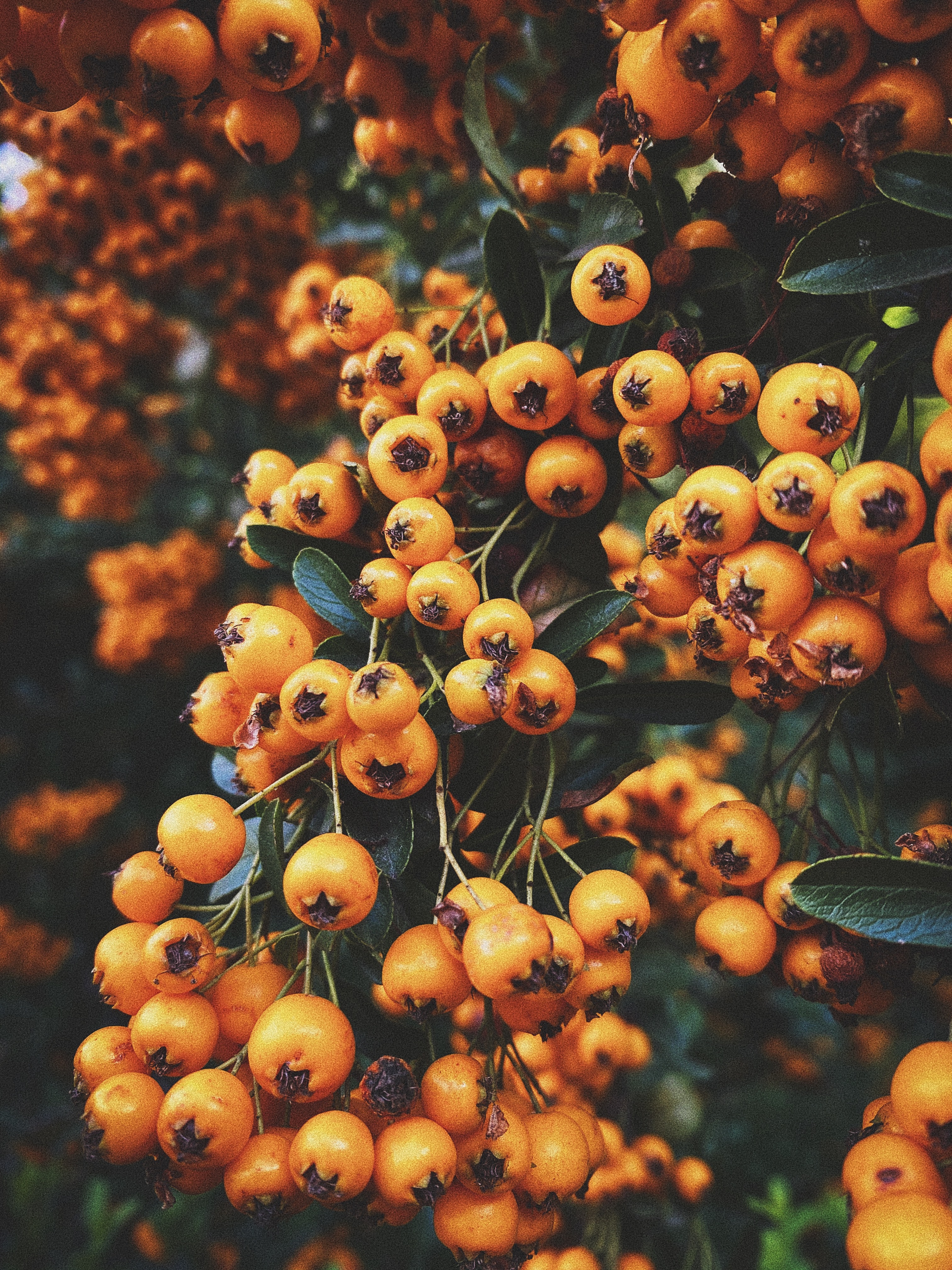 Download mobile wallpaper Rowan, Berry, Leaves, Nature, Autumn, Branch for free.