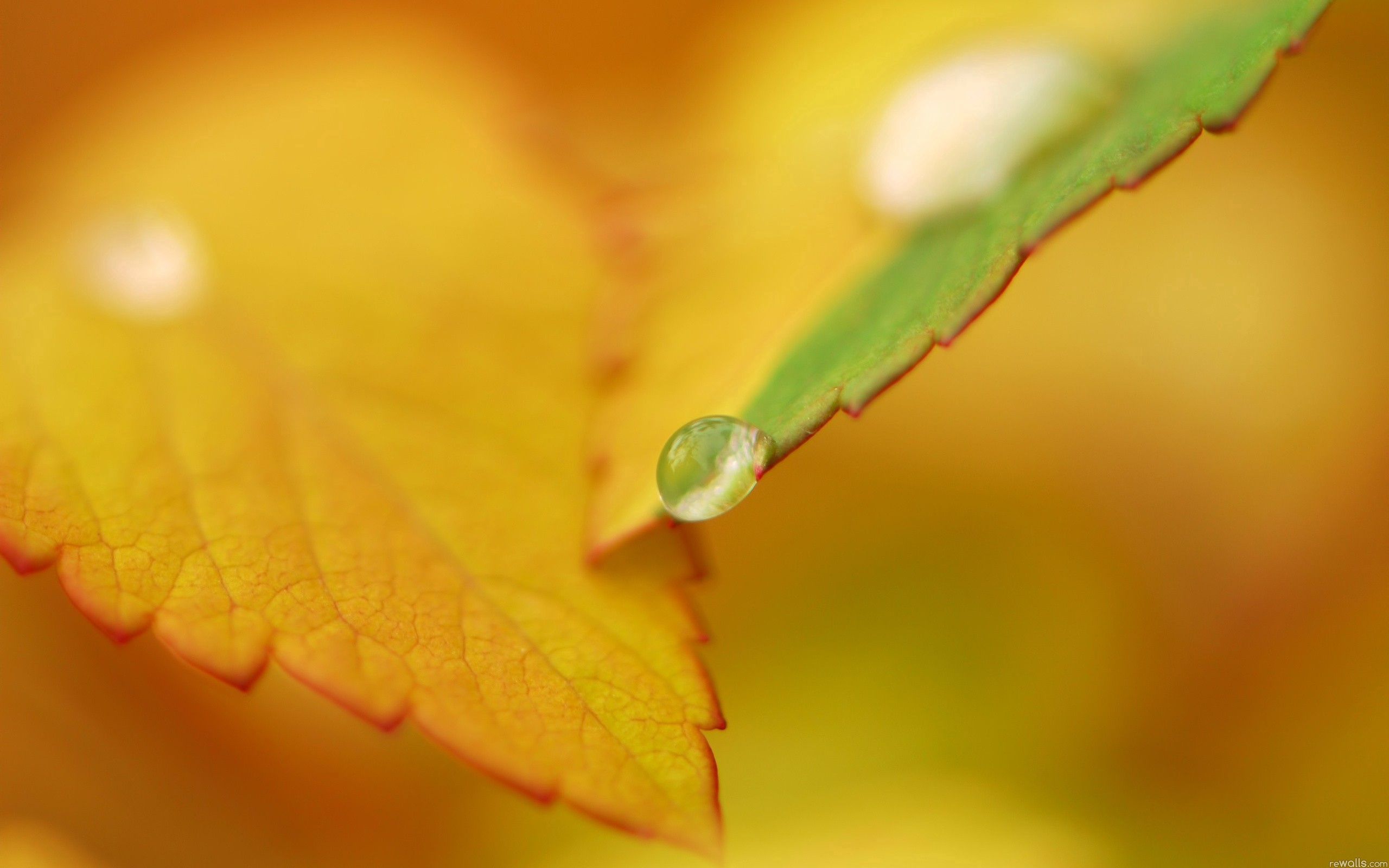 Laden Sie das Drops, Makro, Blatt, Herbst-Bild kostenlos auf Ihren PC-Desktop herunter