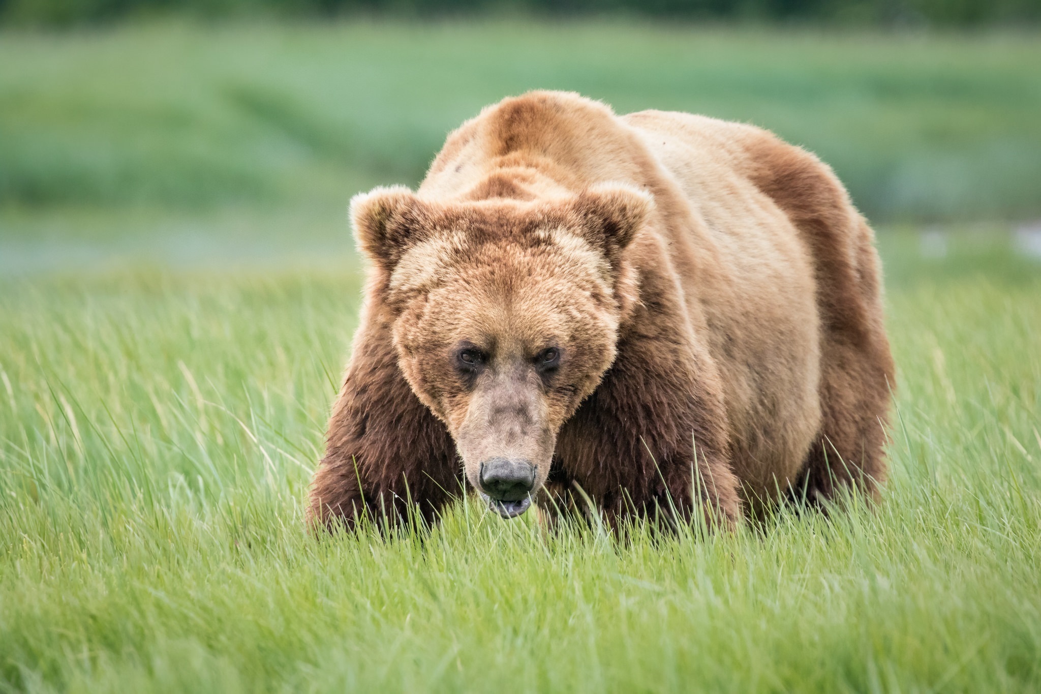 Laden Sie das Tiere, Bären, Bär, Tiefenschärfe-Bild kostenlos auf Ihren PC-Desktop herunter