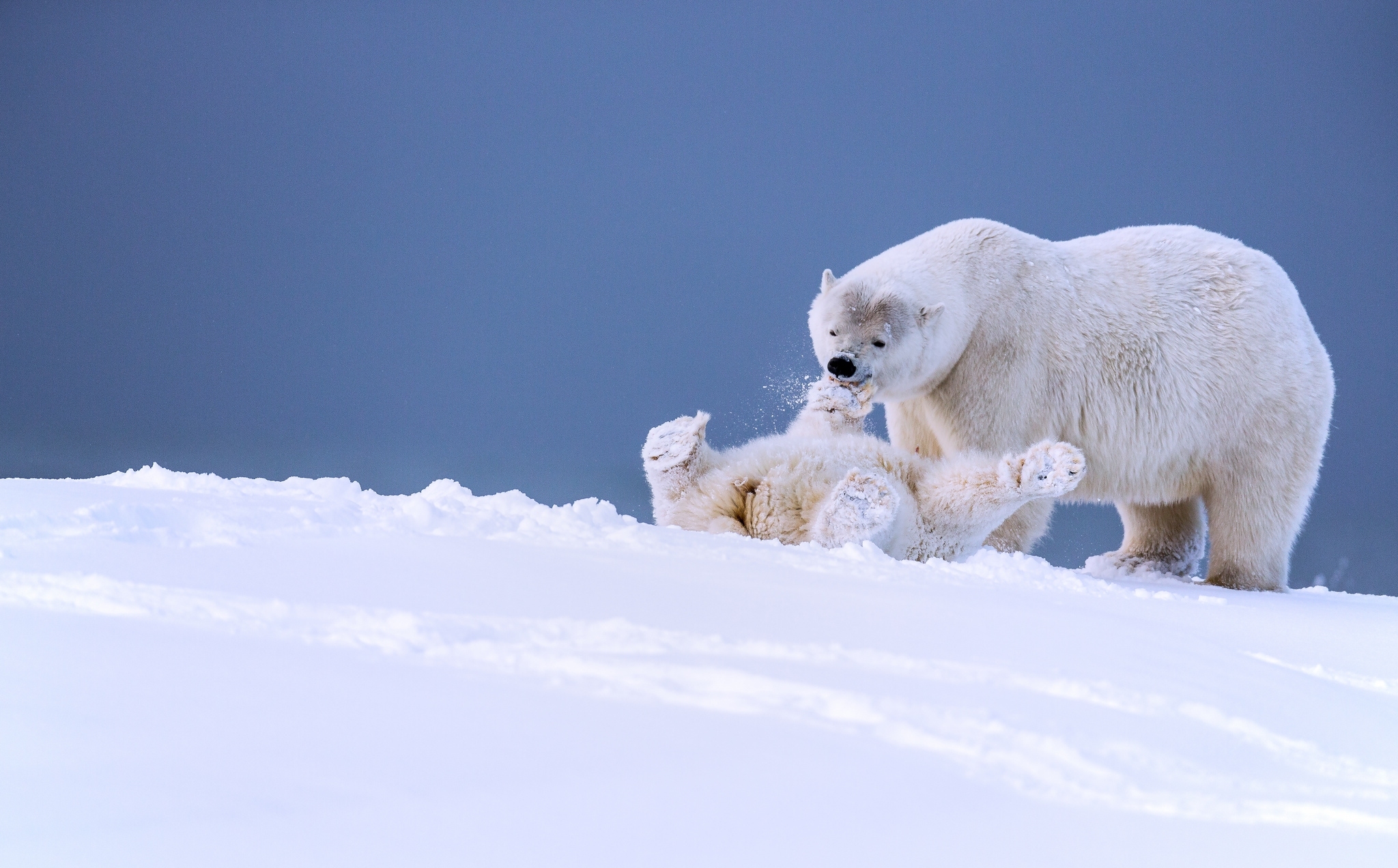 Free download wallpaper Snow, Bears, Animal, Polar Bear, Baby Animal, Cub on your PC desktop