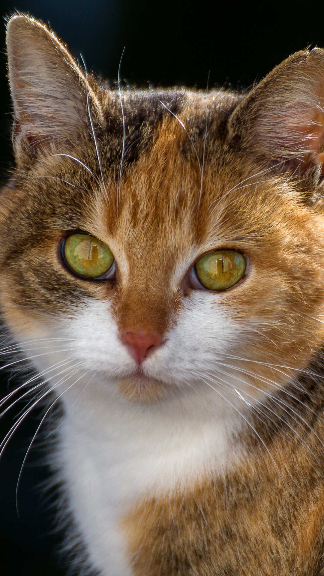 Descarga gratuita de fondo de pantalla para móvil de Animales, Gatos, Gato, Mirar Fijamente.