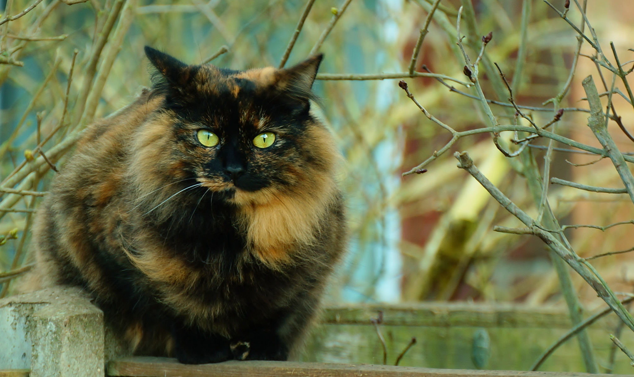 Handy-Wallpaper Katze, Katzen, Tiere kostenlos herunterladen.