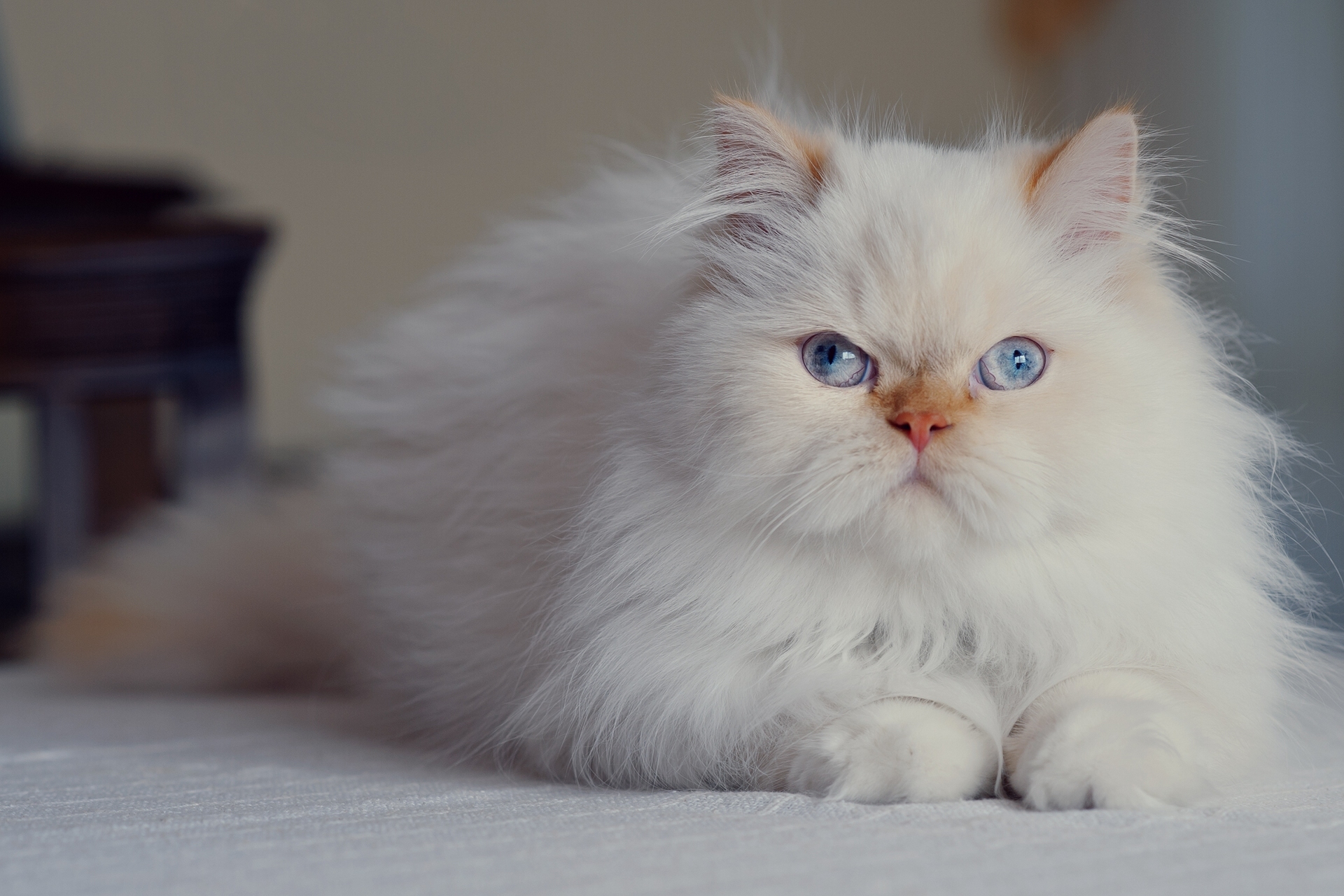 491167 Hintergrundbilder und Persische Katze Bilder auf dem Desktop. Laden Sie  Bildschirmschoner kostenlos auf den PC herunter