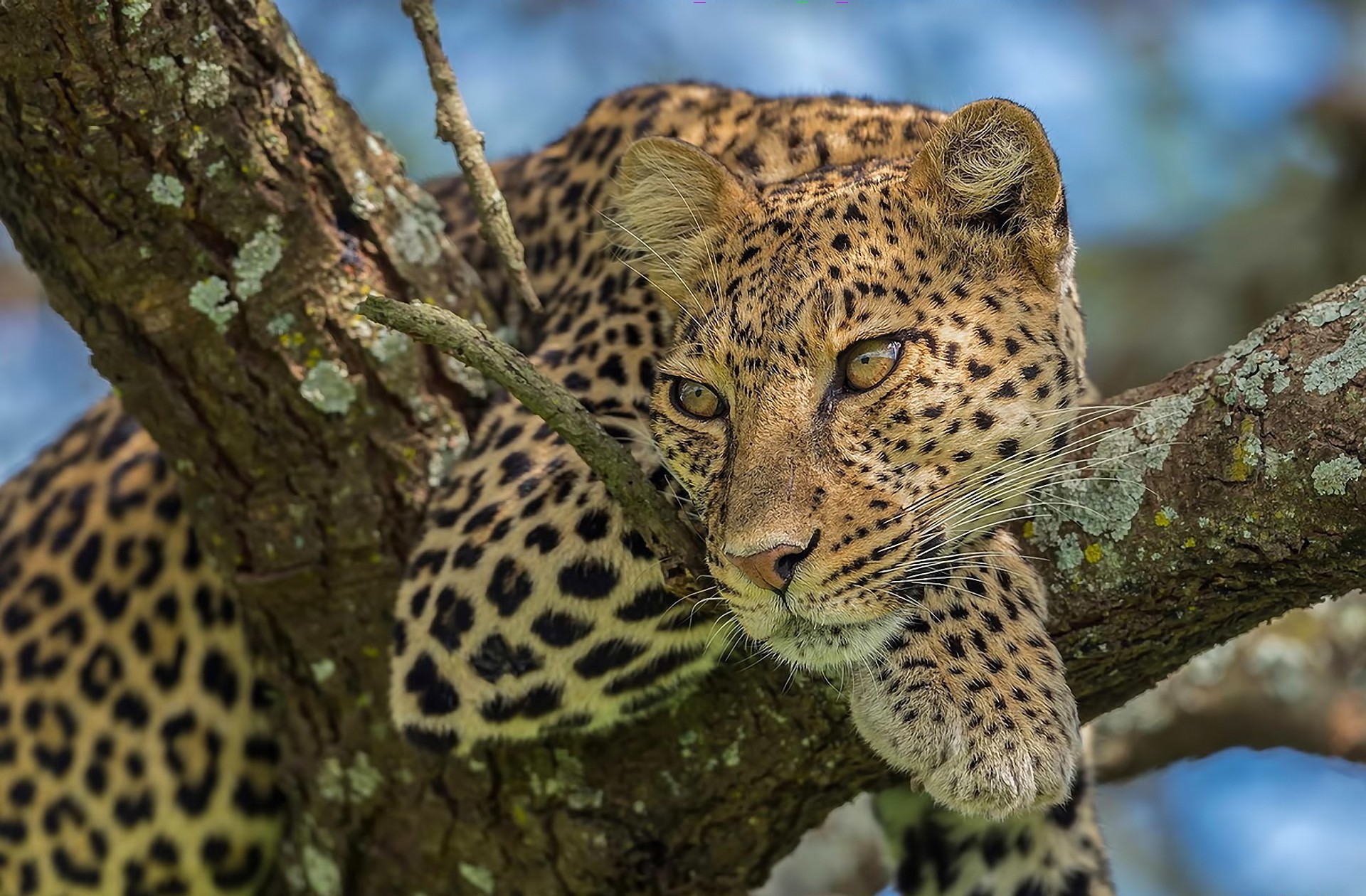 Download mobile wallpaper Leopard, Cats, Tree, Animal for free.