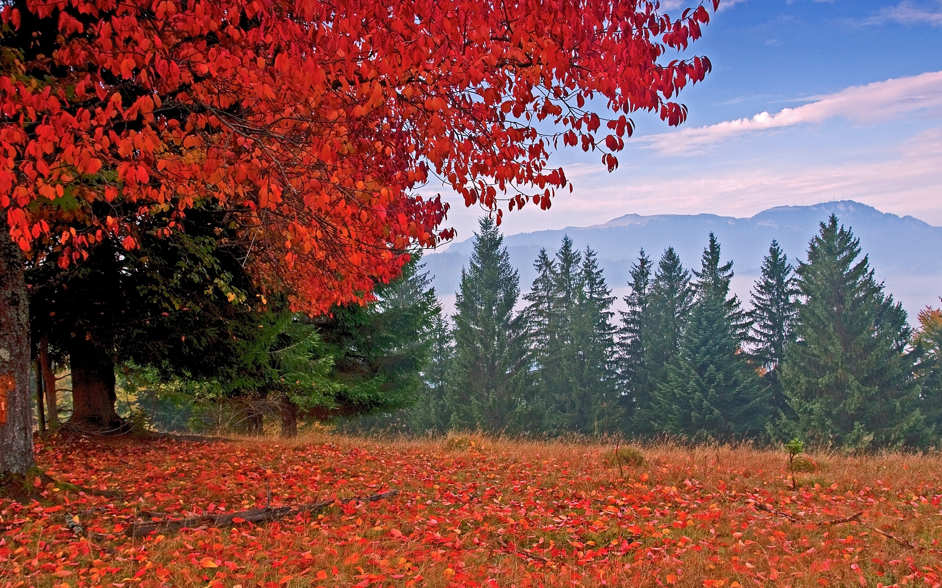 Скачать обои бесплатно Деревья, Праздники, Осень картинка на рабочий стол ПК