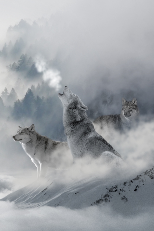 Download mobile wallpaper Winter, Fog, Wolf, Animal, Cloud, Wolves for free.