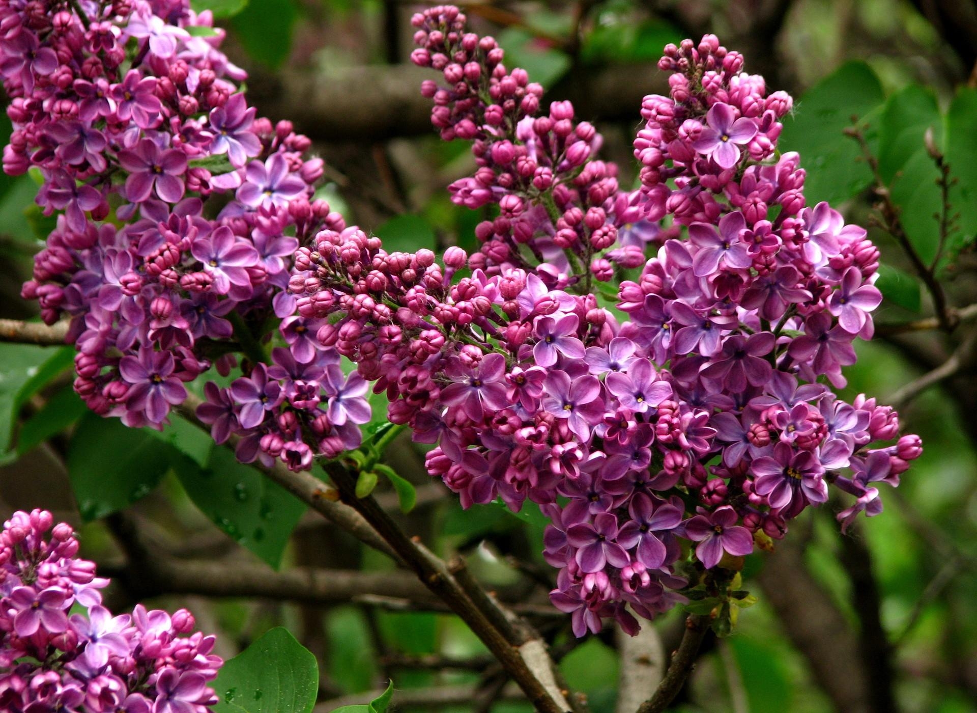 Download mobile wallpaper Branch, Bloom, Lilac, Close Up, Flowering, Flowers, Spring for free.