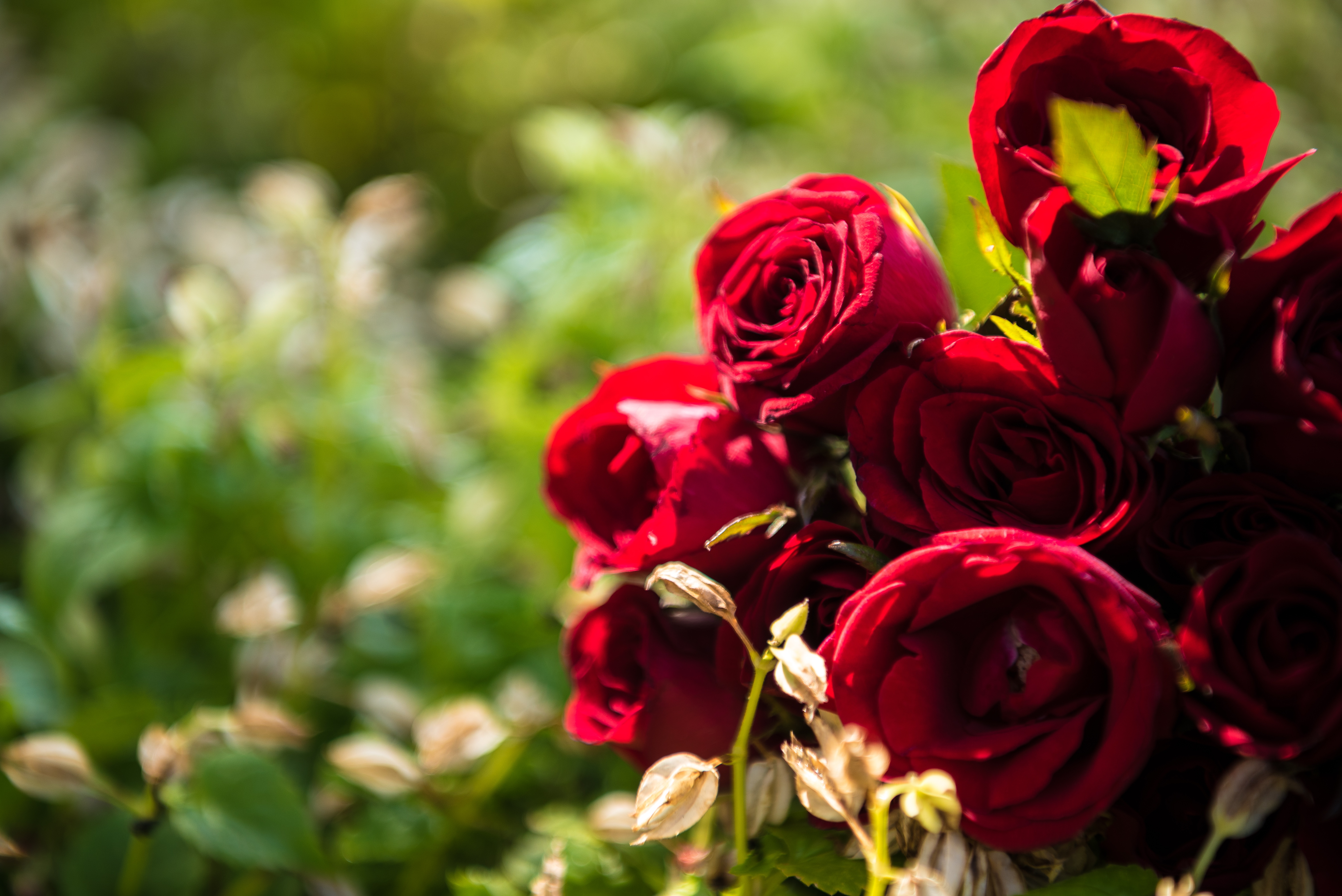 Laden Sie das Natur, Blumen, Rose, Rote Rose, Rote Blume, Erde/natur-Bild kostenlos auf Ihren PC-Desktop herunter