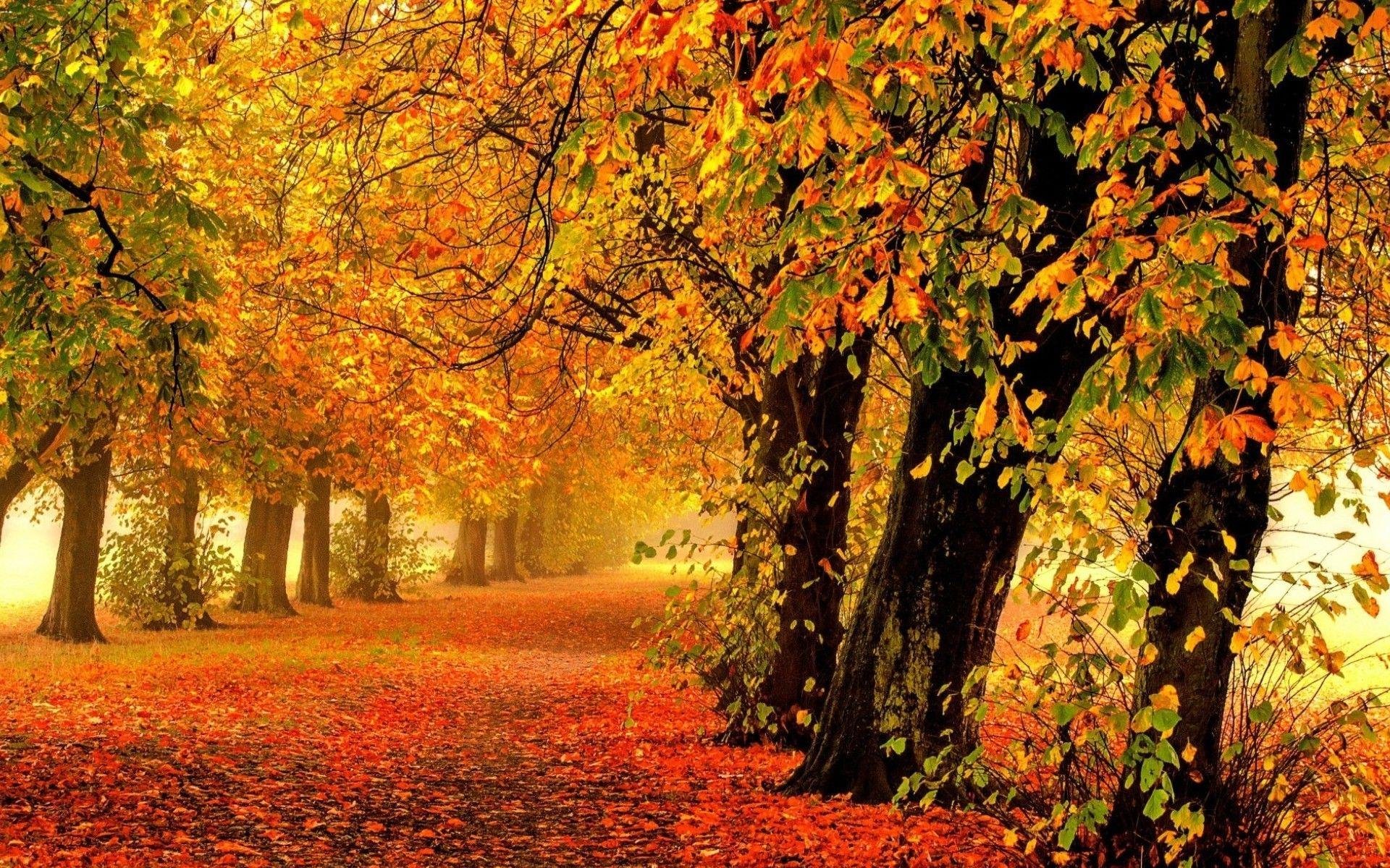 Free download wallpaper Road, Forest, Tree, Leaf, Fall, Earth, Man Made on your PC desktop