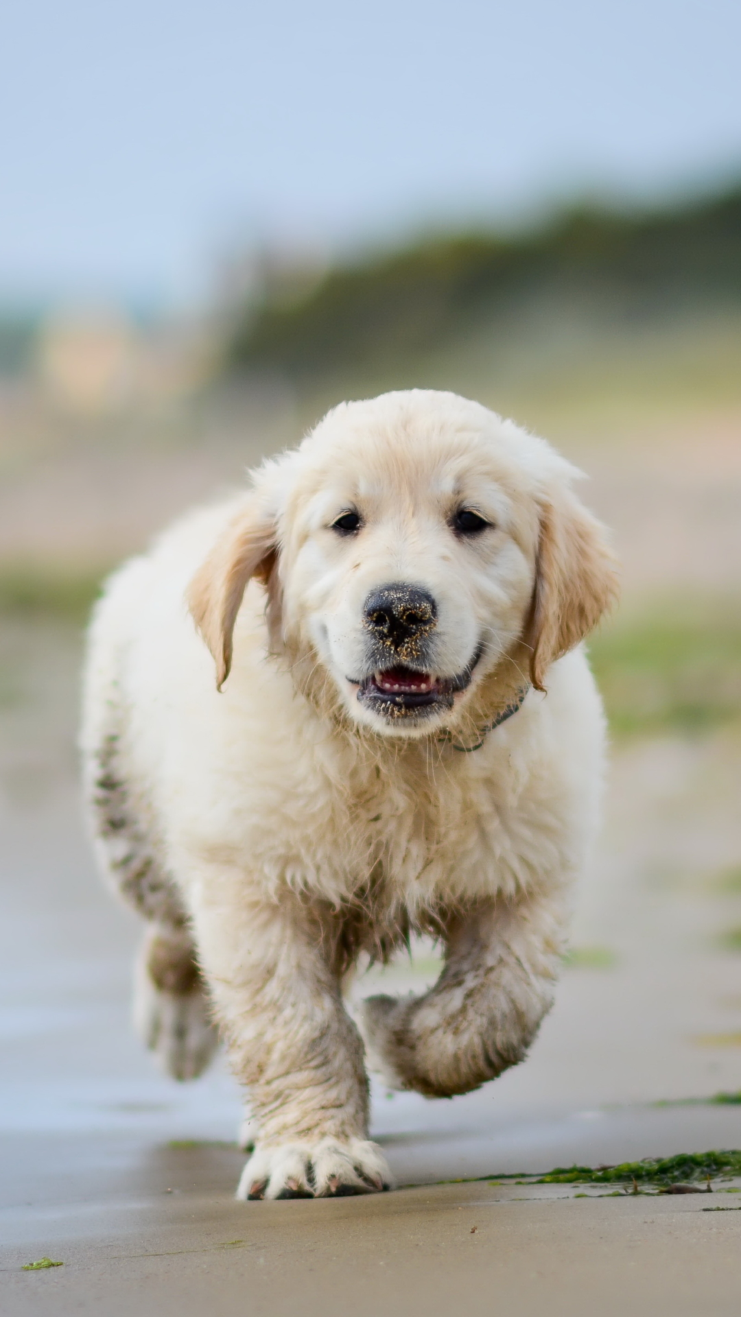 Download mobile wallpaper Dogs, Sand, Dog, Animal, Puppy, Golden Retriever, Baby Animal, Depth Of Field for free.