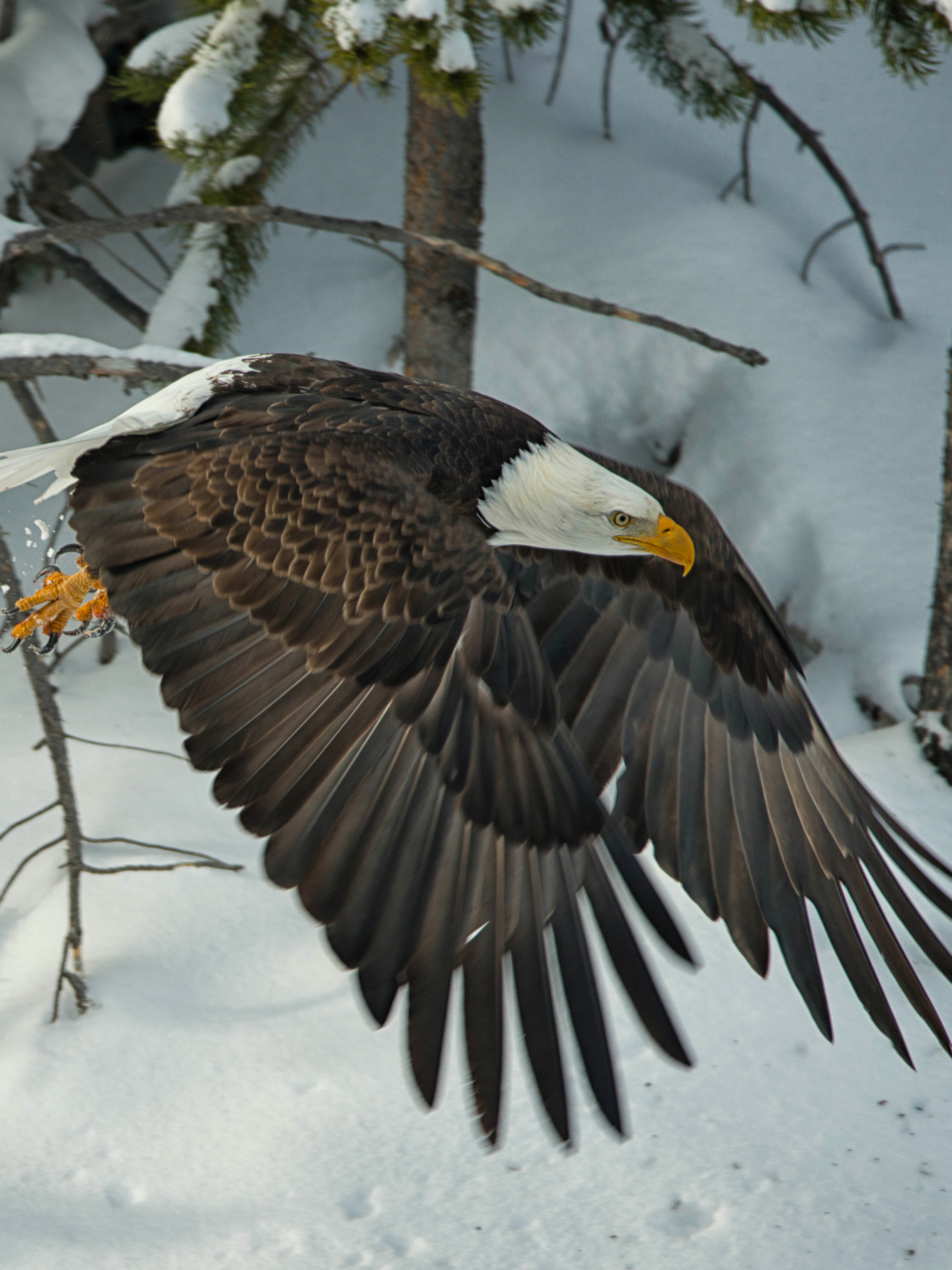 Download mobile wallpaper Winter, Birds, Animal, Eagle, Bald Eagle, Flying for free.