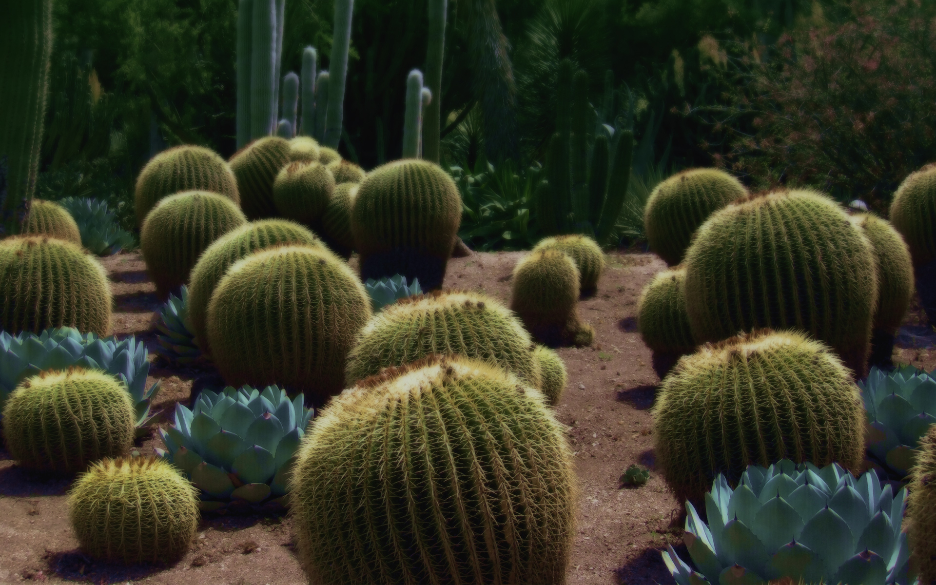 Téléchargez gratuitement l'image Cactus, Terre/nature sur le bureau de votre PC