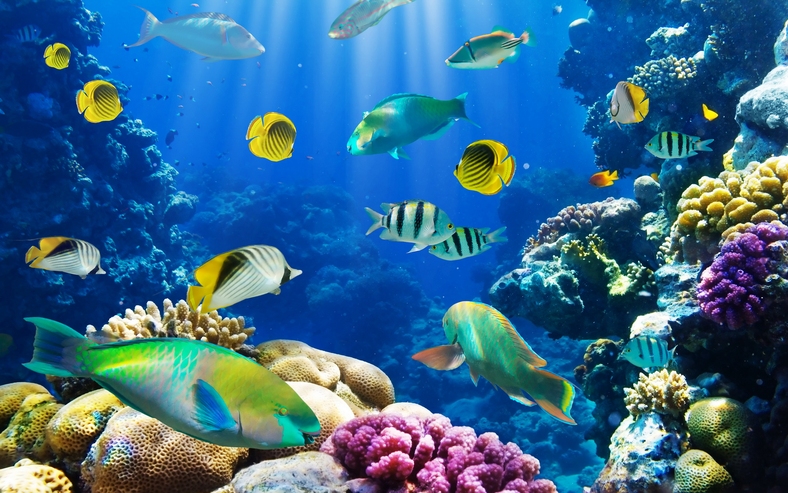 311600 télécharger l'image des poissons, poisson, animaux - fonds d'écran et économiseurs d'écran gratuits