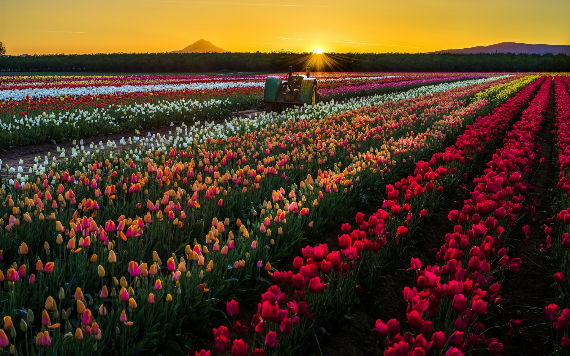 Descarga gratuita de fondo de pantalla para móvil de Tulipán, Flores, Tierra/naturaleza.