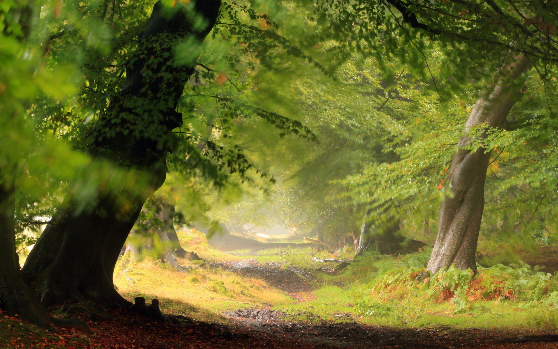 Free download wallpaper Landscape, Forest, Earth, Scenic on your PC desktop