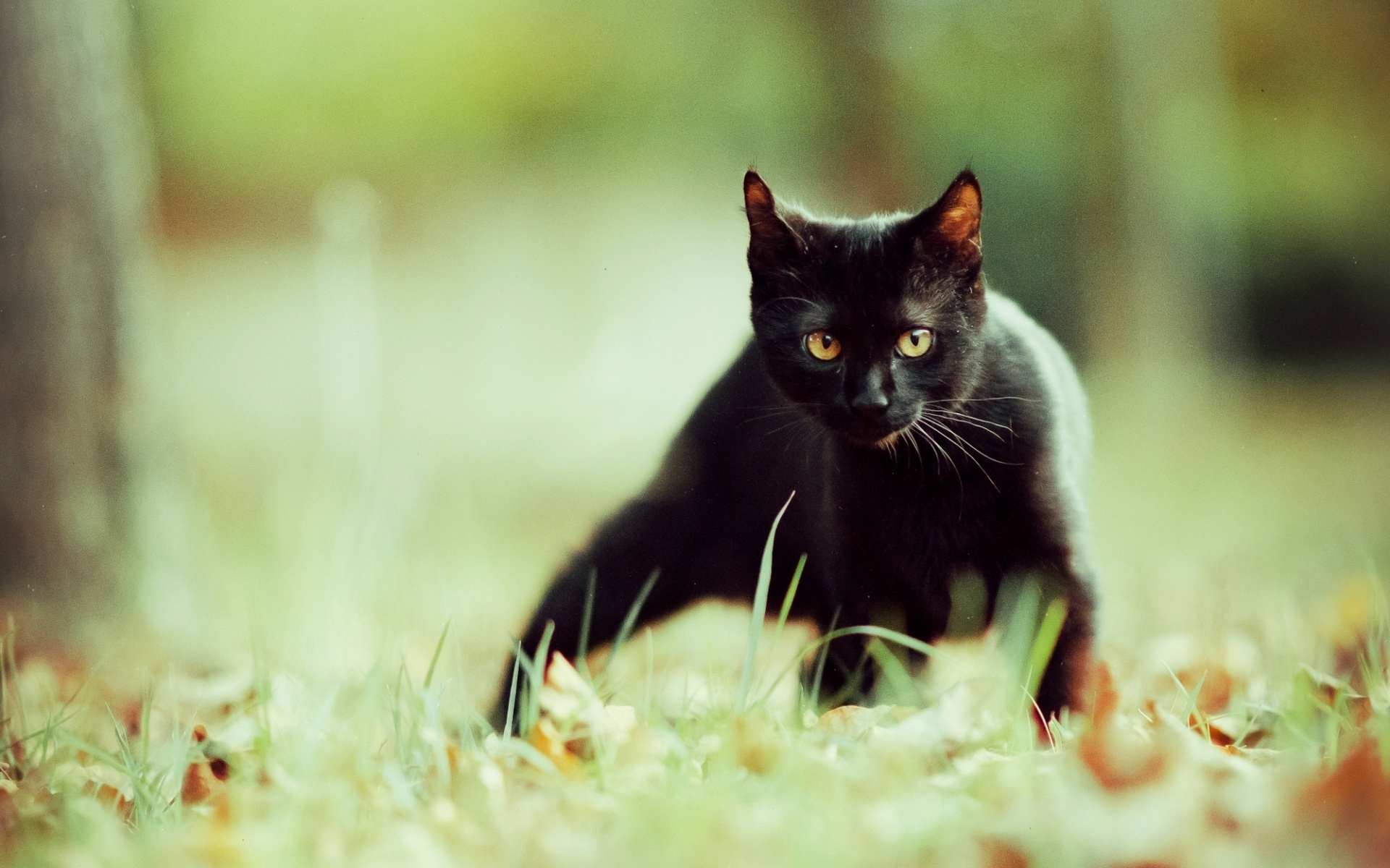 Baixar papel de parede para celular de Animais, Gato gratuito.