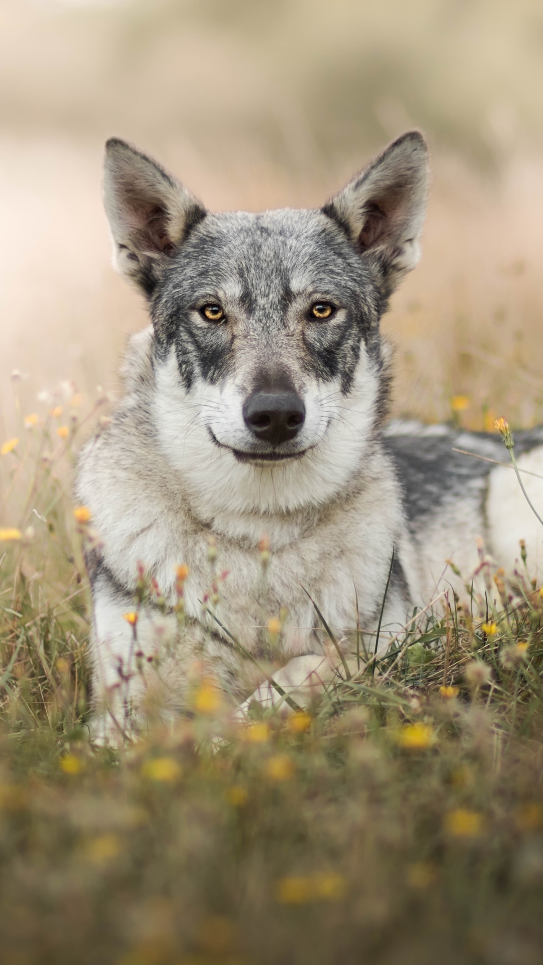 Download mobile wallpaper Dogs, Dog, Animal, Stare, Wolfdog for free.