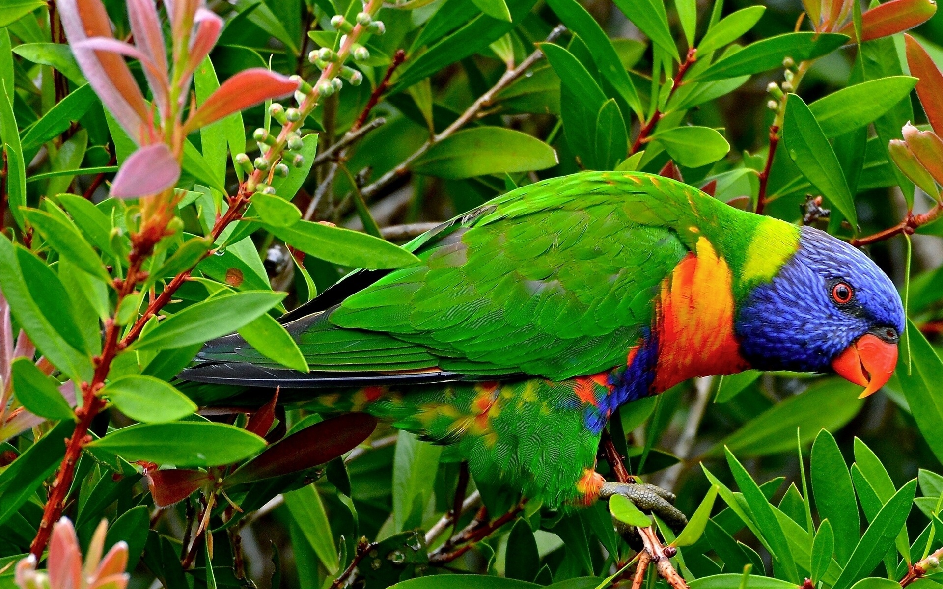 birds, animal, rainbow lorikeet, lorikeet, parrot