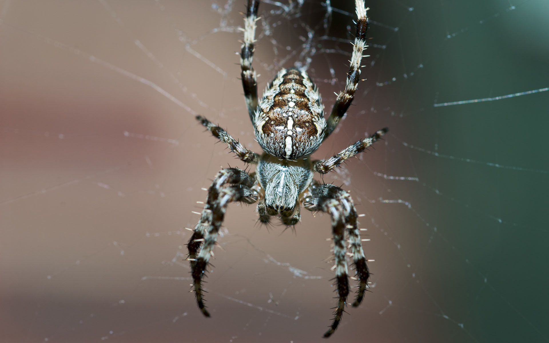 251523 descargar fondo de pantalla animales, araña, arañas: protectores de pantalla e imágenes gratis