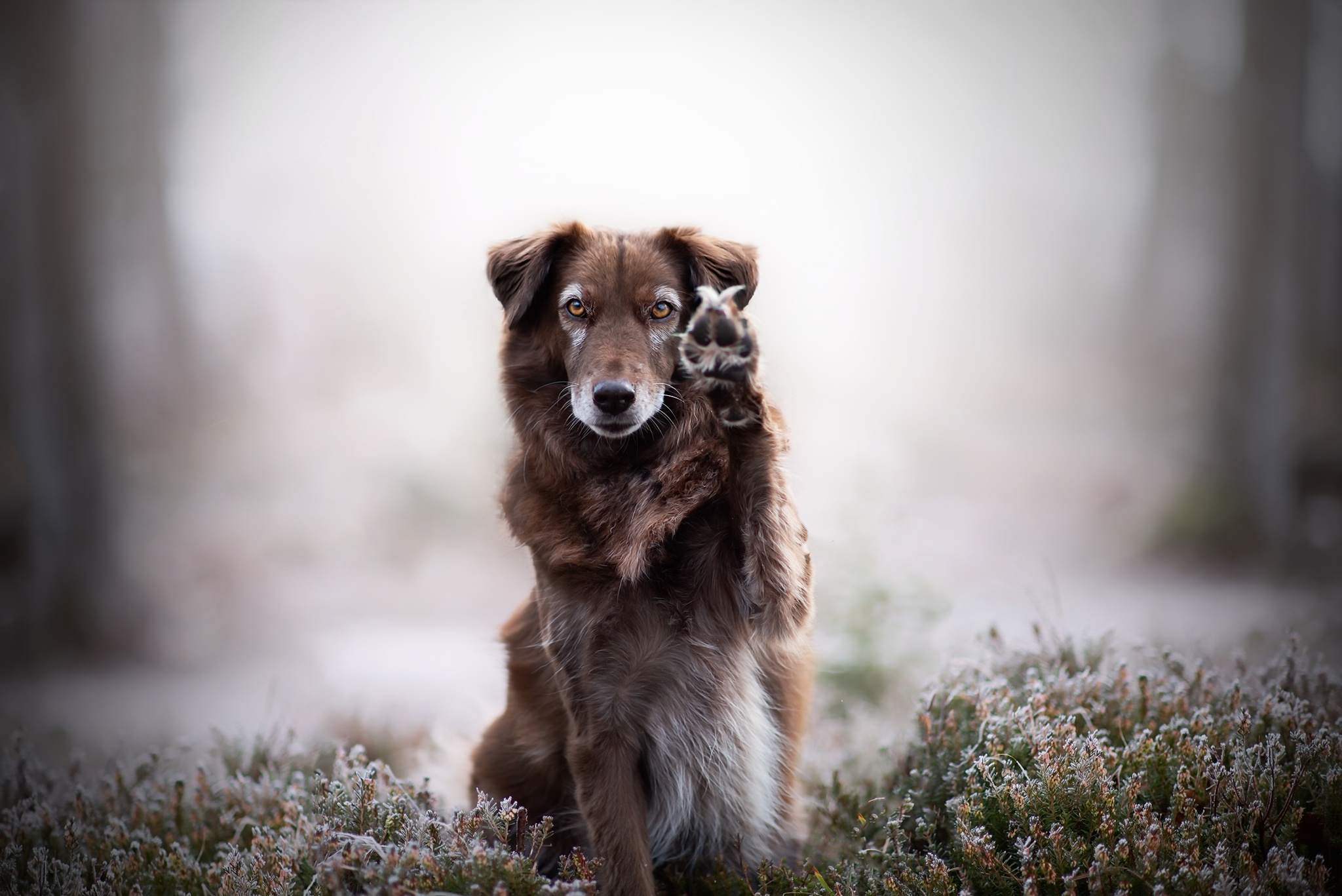 Handy-Wallpaper Tiere, Hunde, Hund, Tiefenschärfe kostenlos herunterladen.