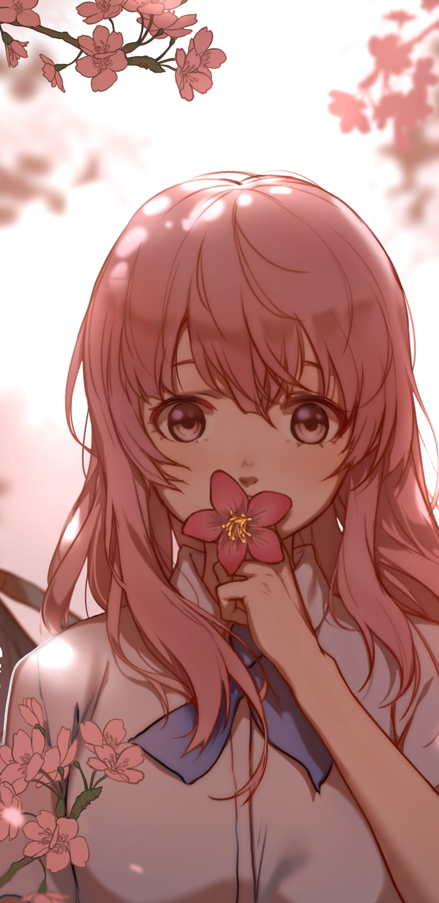 Download mobile wallpaper Anime, Cherry Blossom, Pink Hair, Shouko Nishimiya, Koe No Katachi for free.