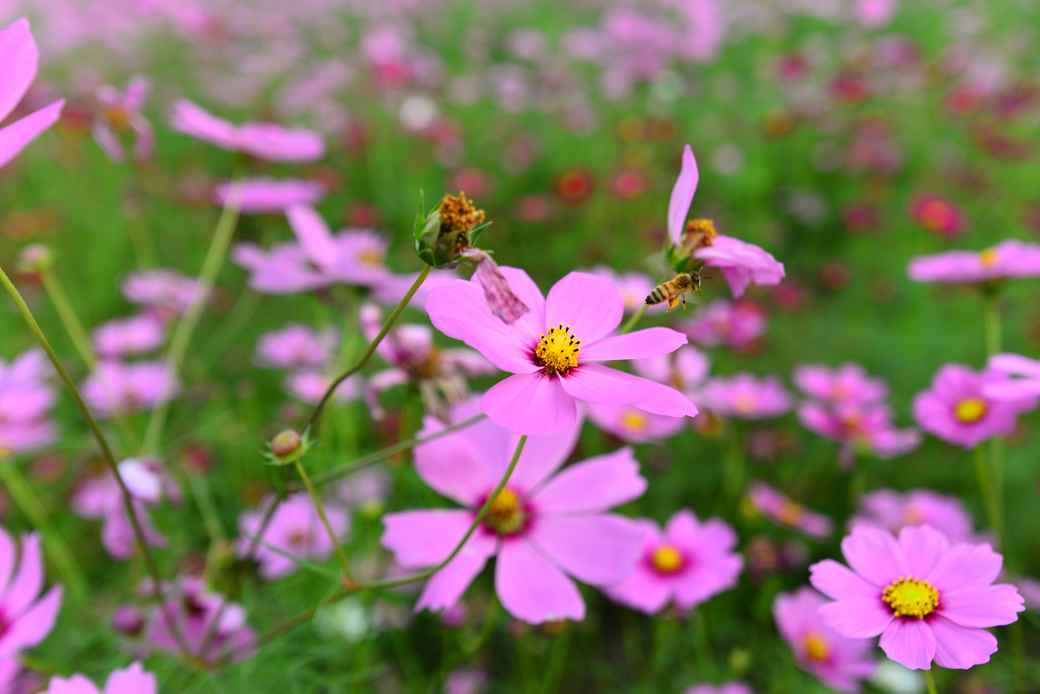 Téléchargez gratuitement l'image Fleurs, Fleur, Terre/nature sur le bureau de votre PC