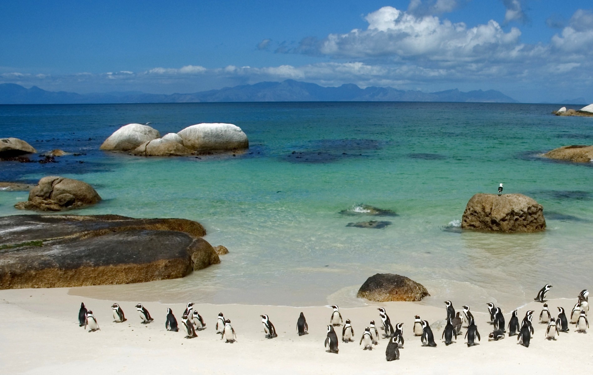 Laden Sie das Stones, Sky, Sand, Bank, Ozean, Tiere, Sea, Ufer, Pinguins-Bild kostenlos auf Ihren PC-Desktop herunter