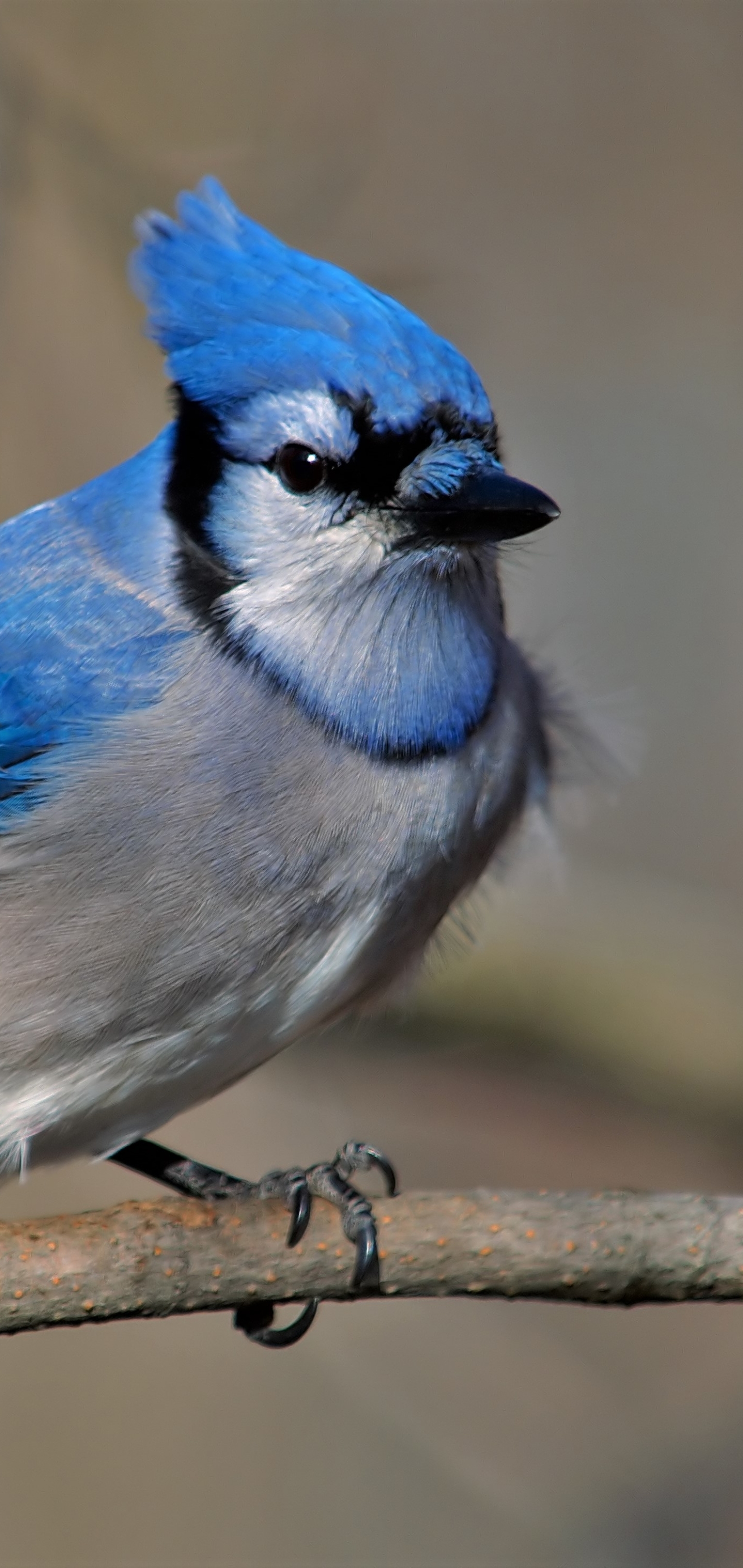 Descarga gratuita de fondo de pantalla para móvil de Animales, Pájaro, Aves, Ave, Arrendajo Azul.
