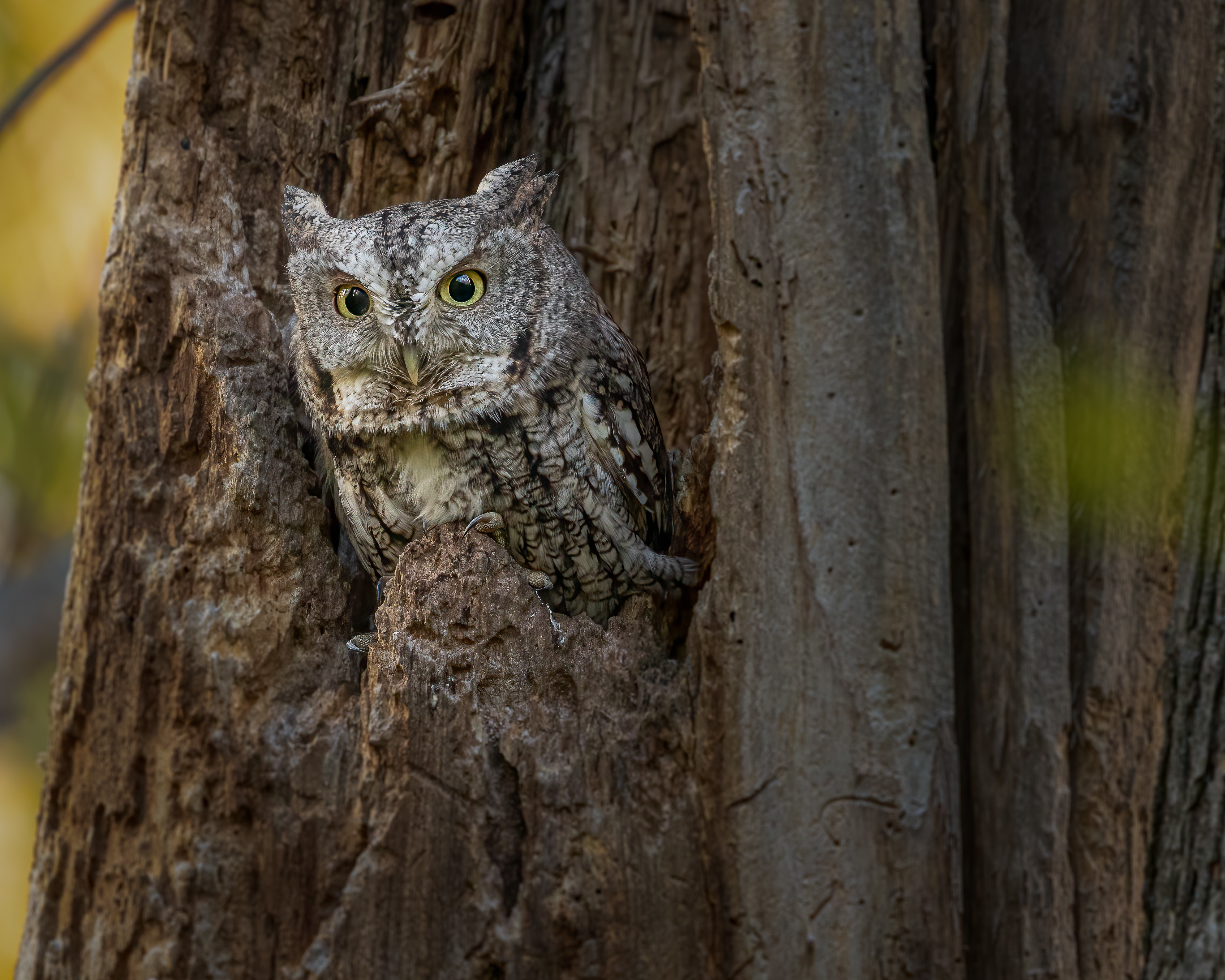 Free download wallpaper Birds, Owl, Animal on your PC desktop