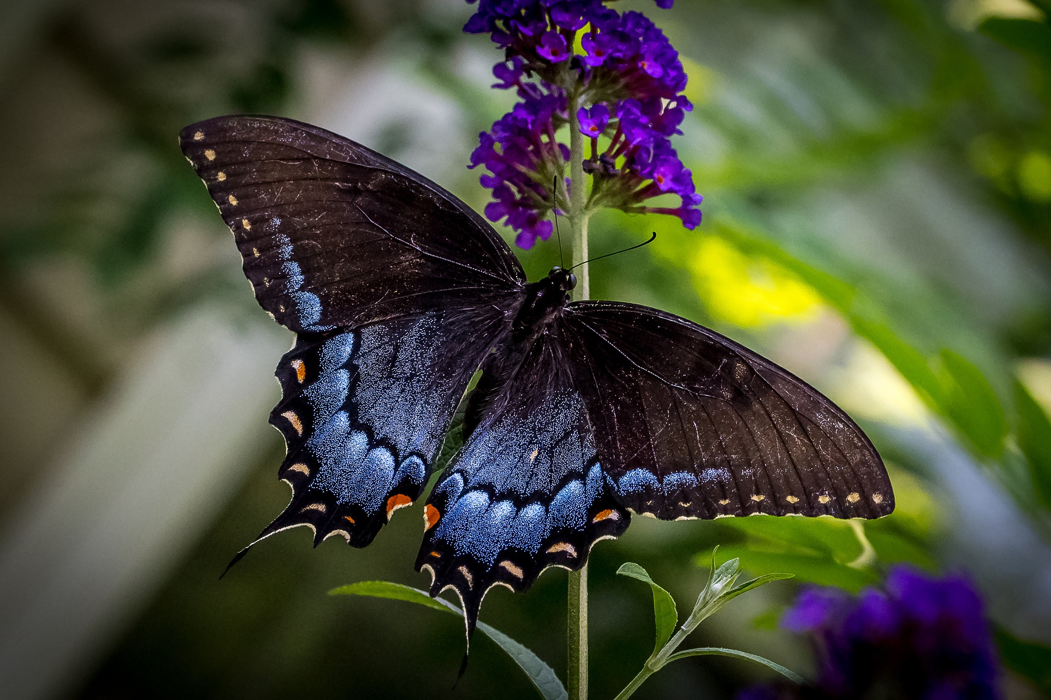 Download mobile wallpaper Flower, Macro, Insect, Butterfly, Animal for free.