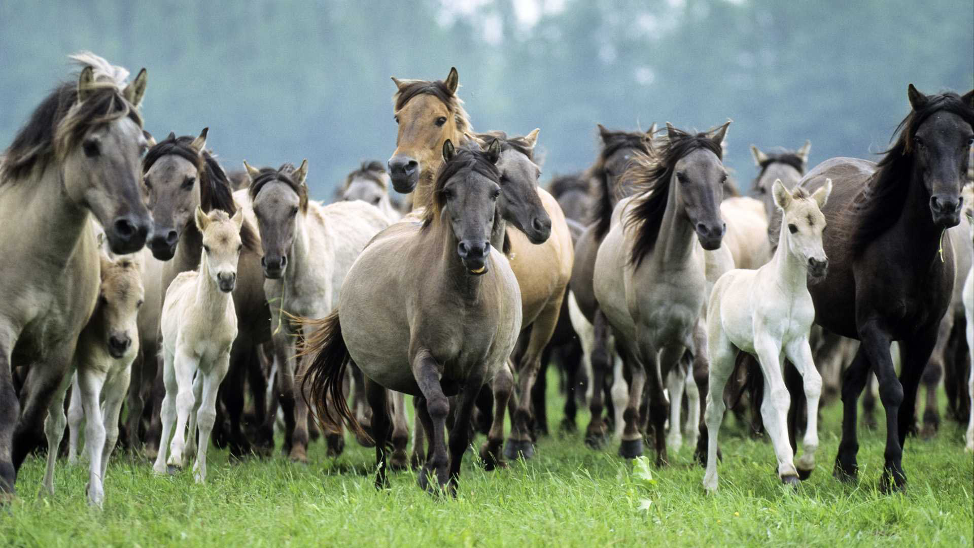 Download mobile wallpaper Animal, Horse for free.