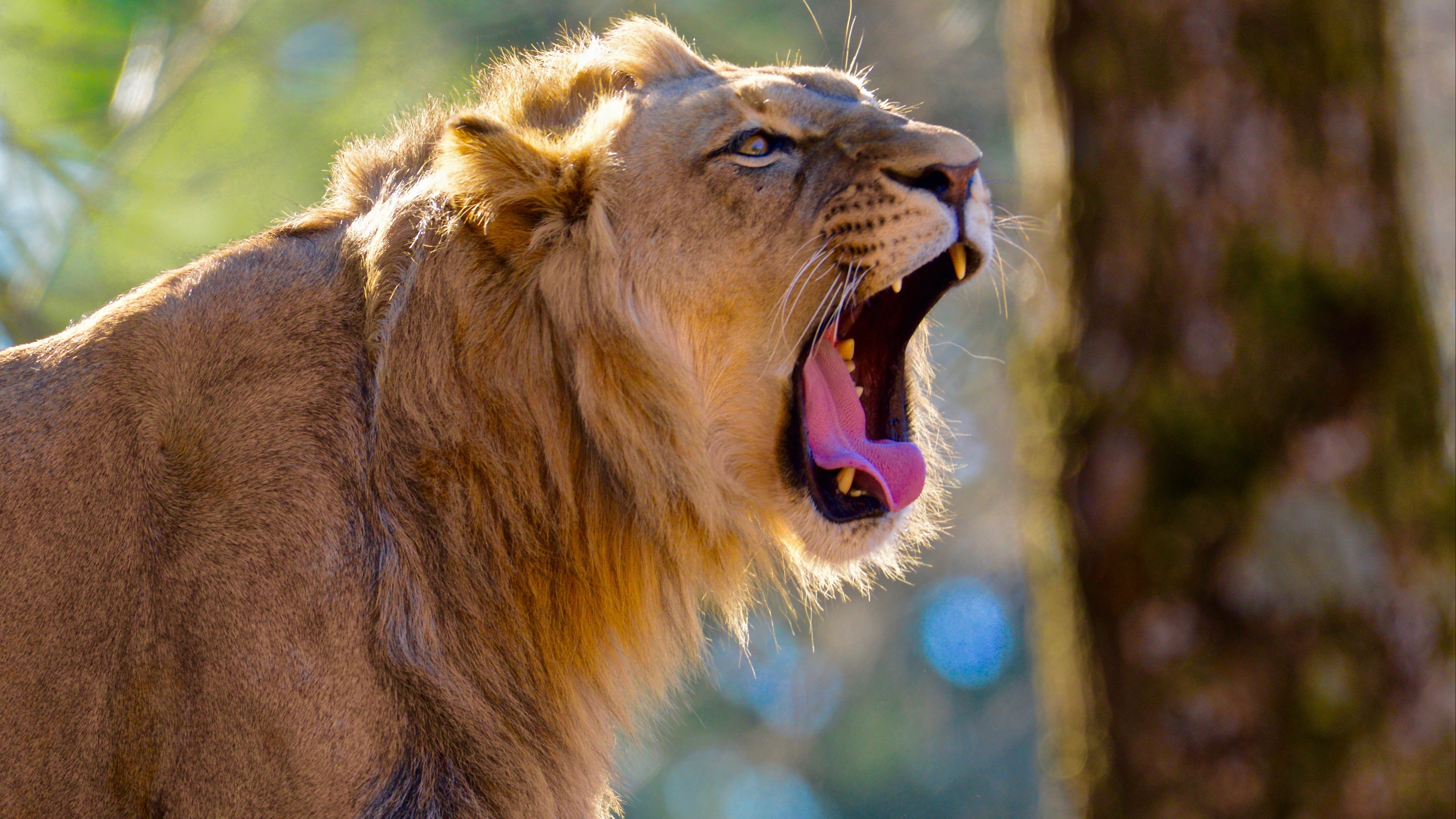 Descarga gratuita de fondo de pantalla para móvil de Animales, Gatos, León.