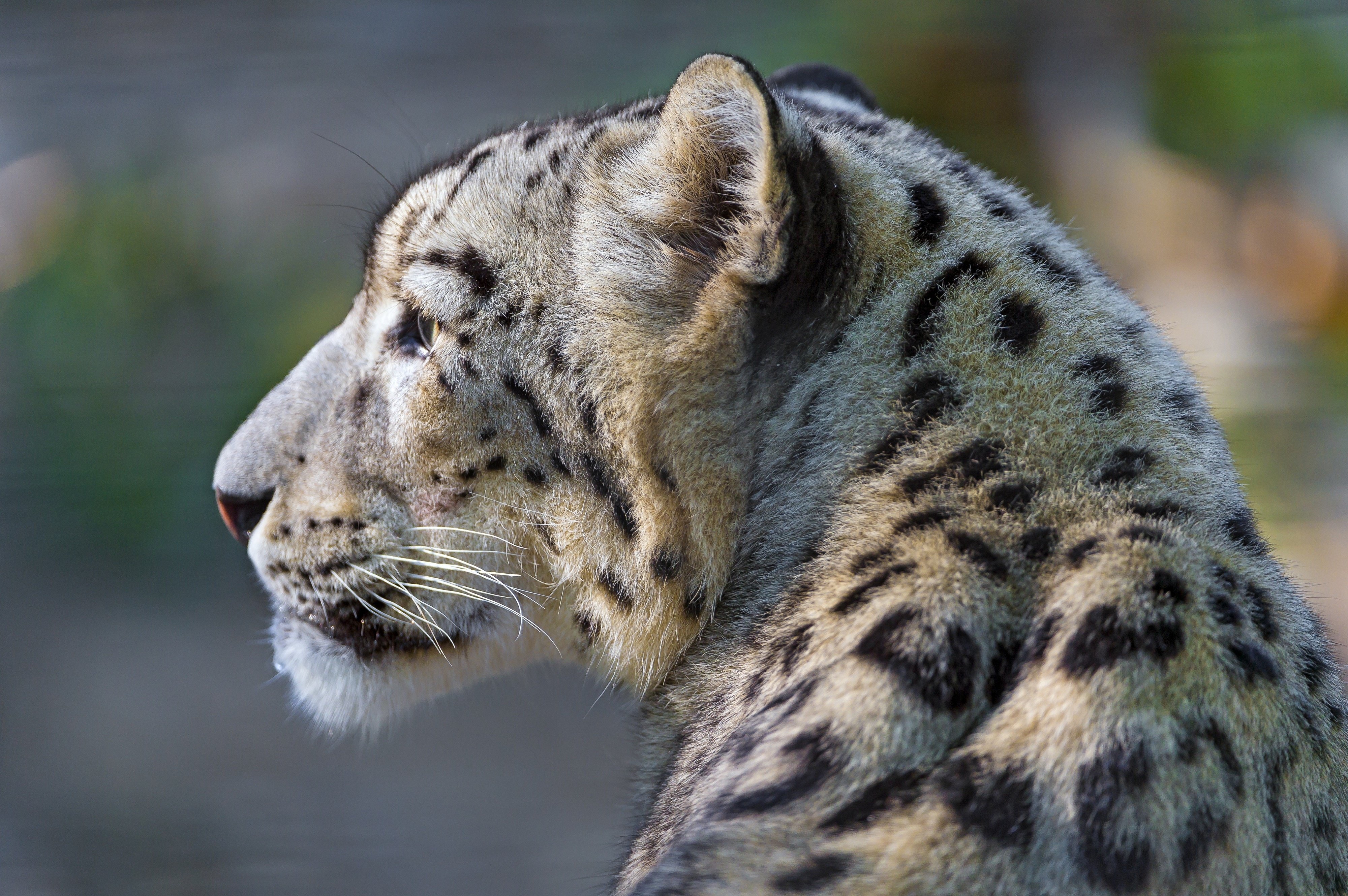 132359 baixar papel de parede animais, snow leopard, visão, opinião, perfil - protetores de tela e imagens gratuitamente