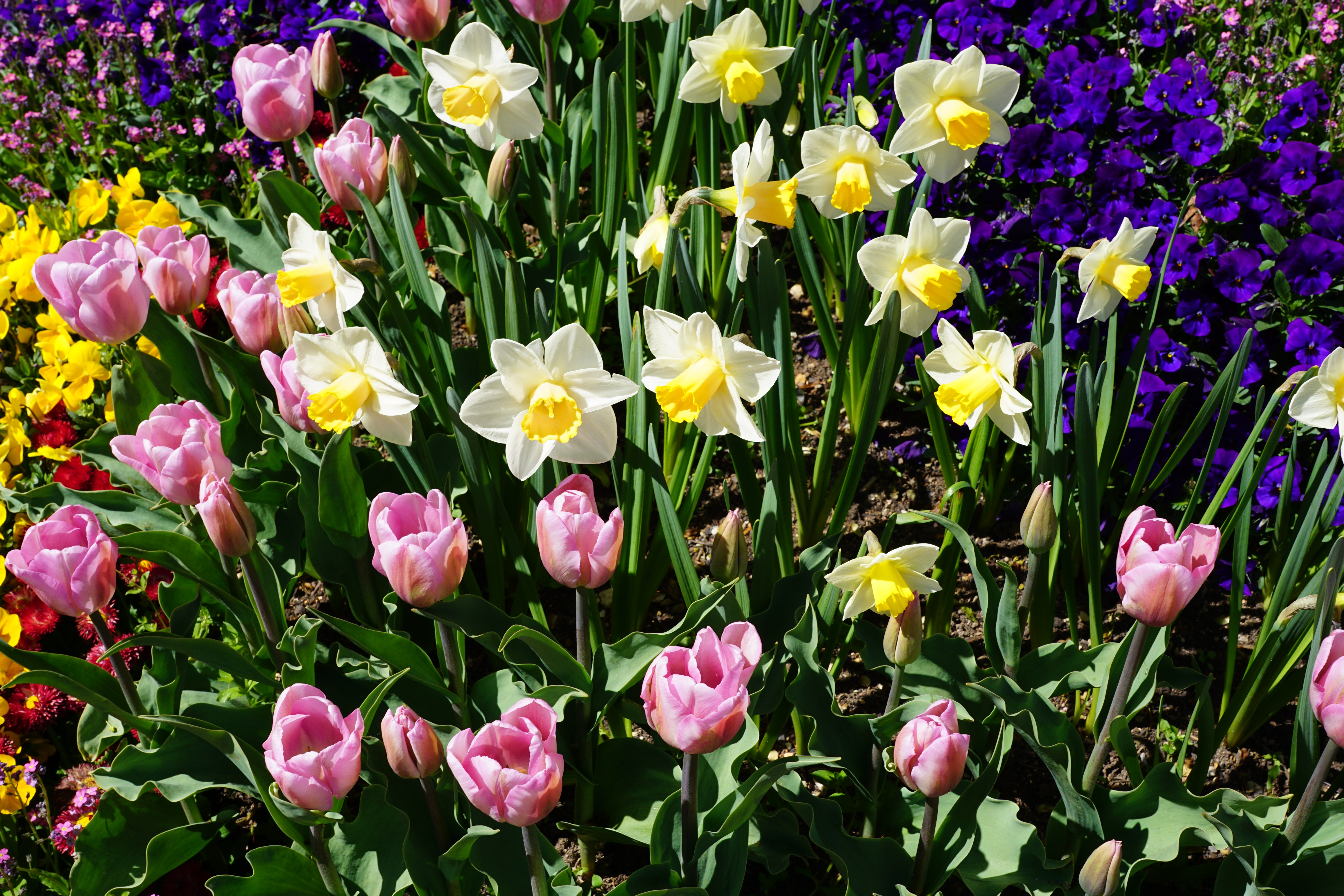 82064 descargar fondo de pantalla tulipanes, flores, narcisos, cama de flores, parterre: protectores de pantalla e imágenes gratis