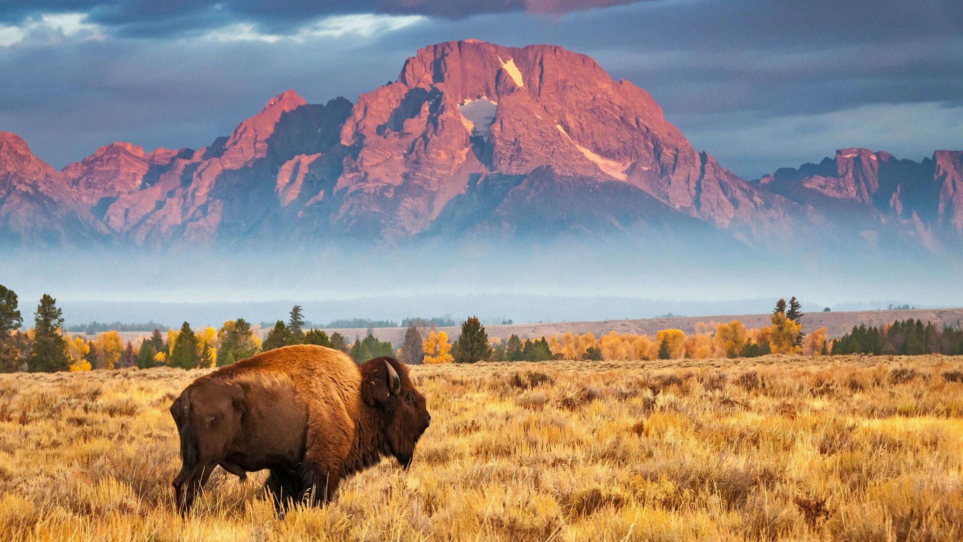 1000916 Hintergrundbild herunterladen tiere, amerikanischer bison, grand teton nationalpark, vereinigte staaten von amerika, wyoming - Bildschirmschoner und Bilder kostenlos