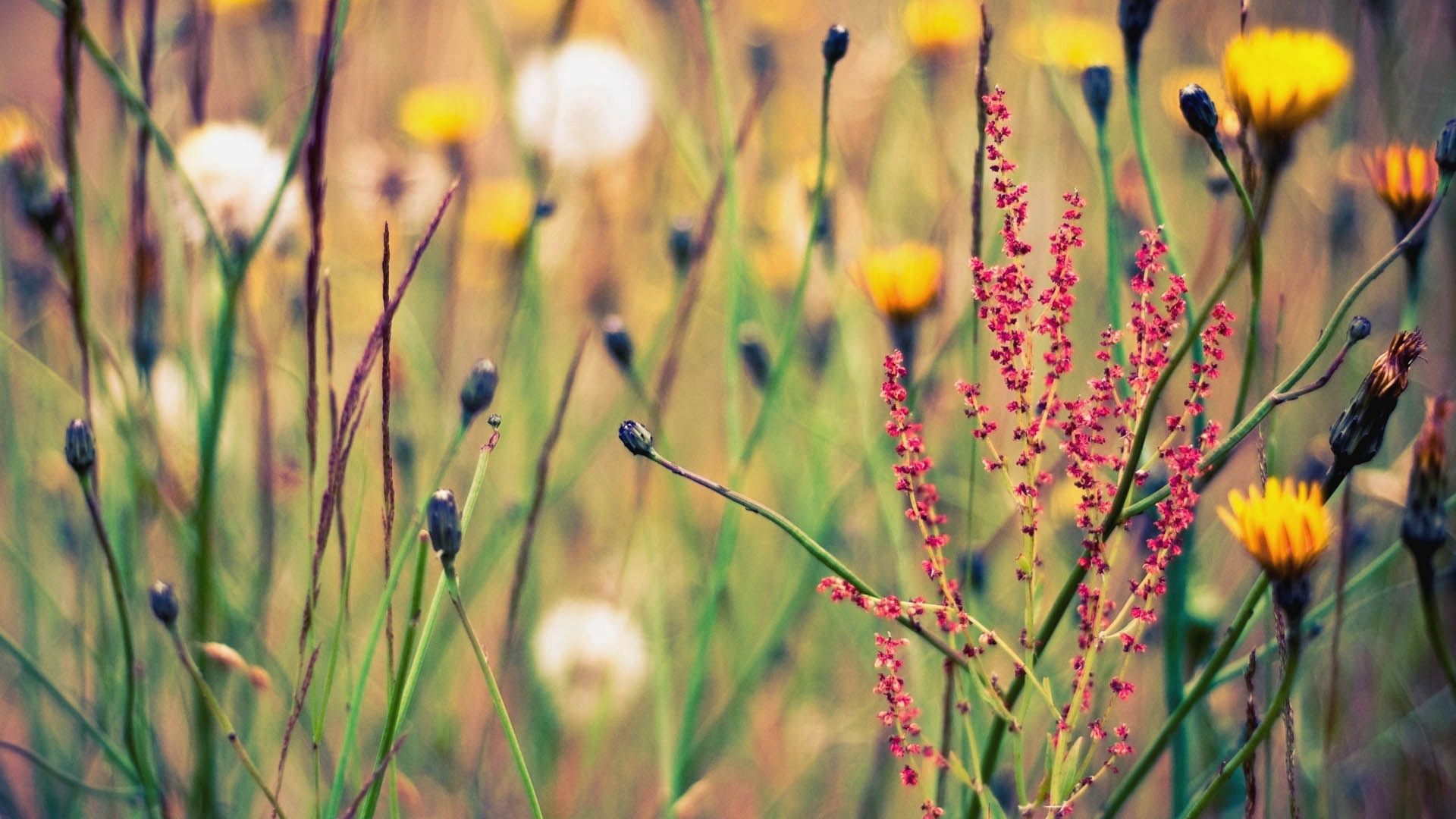 Free download wallpaper Grass, Macro, Flowering, Flowers, Bloom on your PC desktop