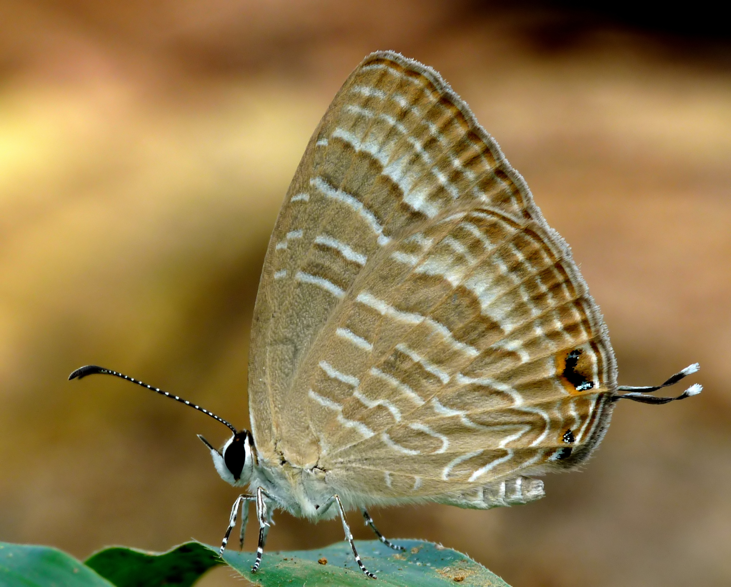 Download mobile wallpaper Butterfly, Animal for free.