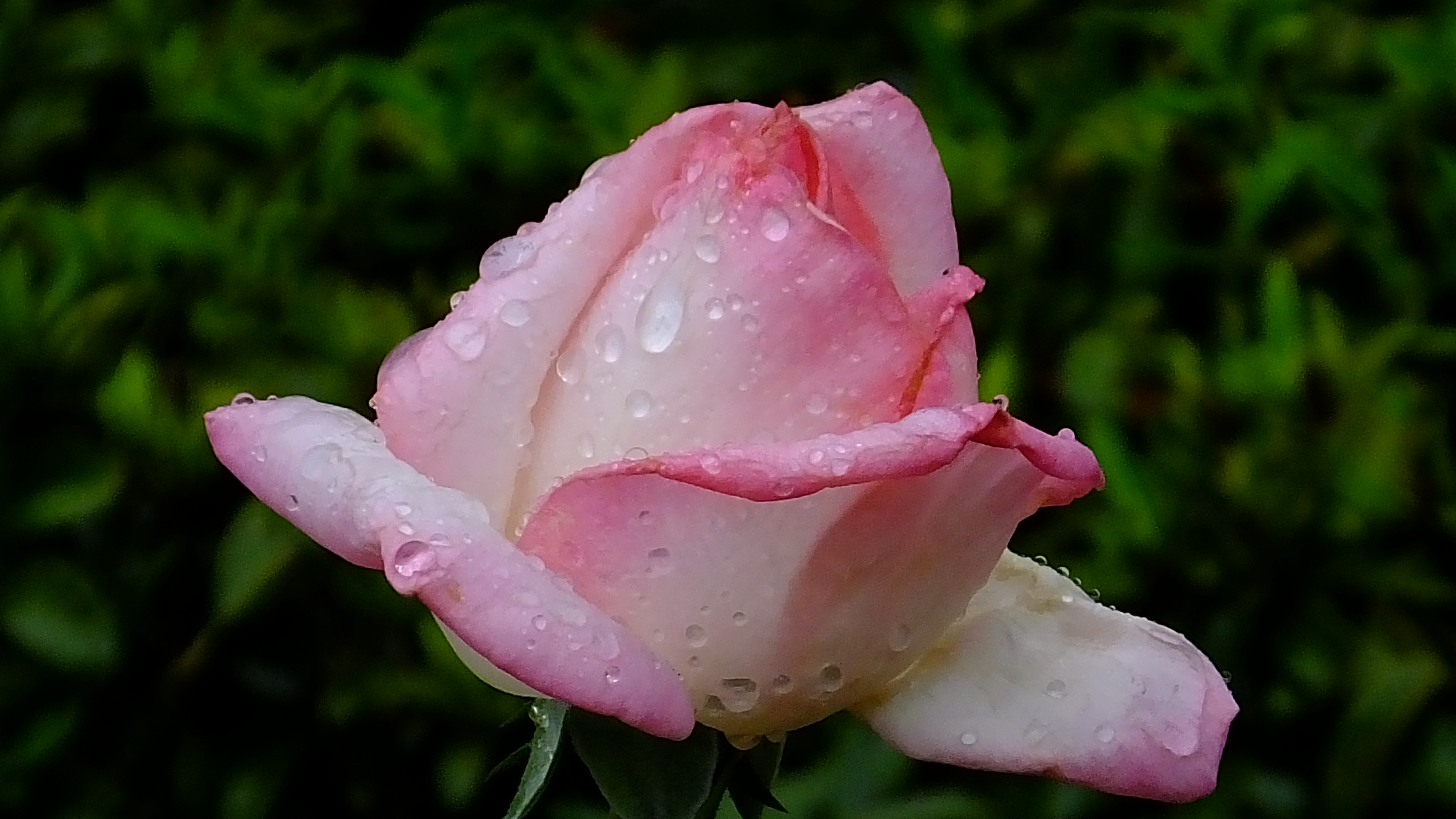 Téléchargez des papiers peints mobile Rosée, Macro, Fleurs, Rose, Terre/nature gratuitement.